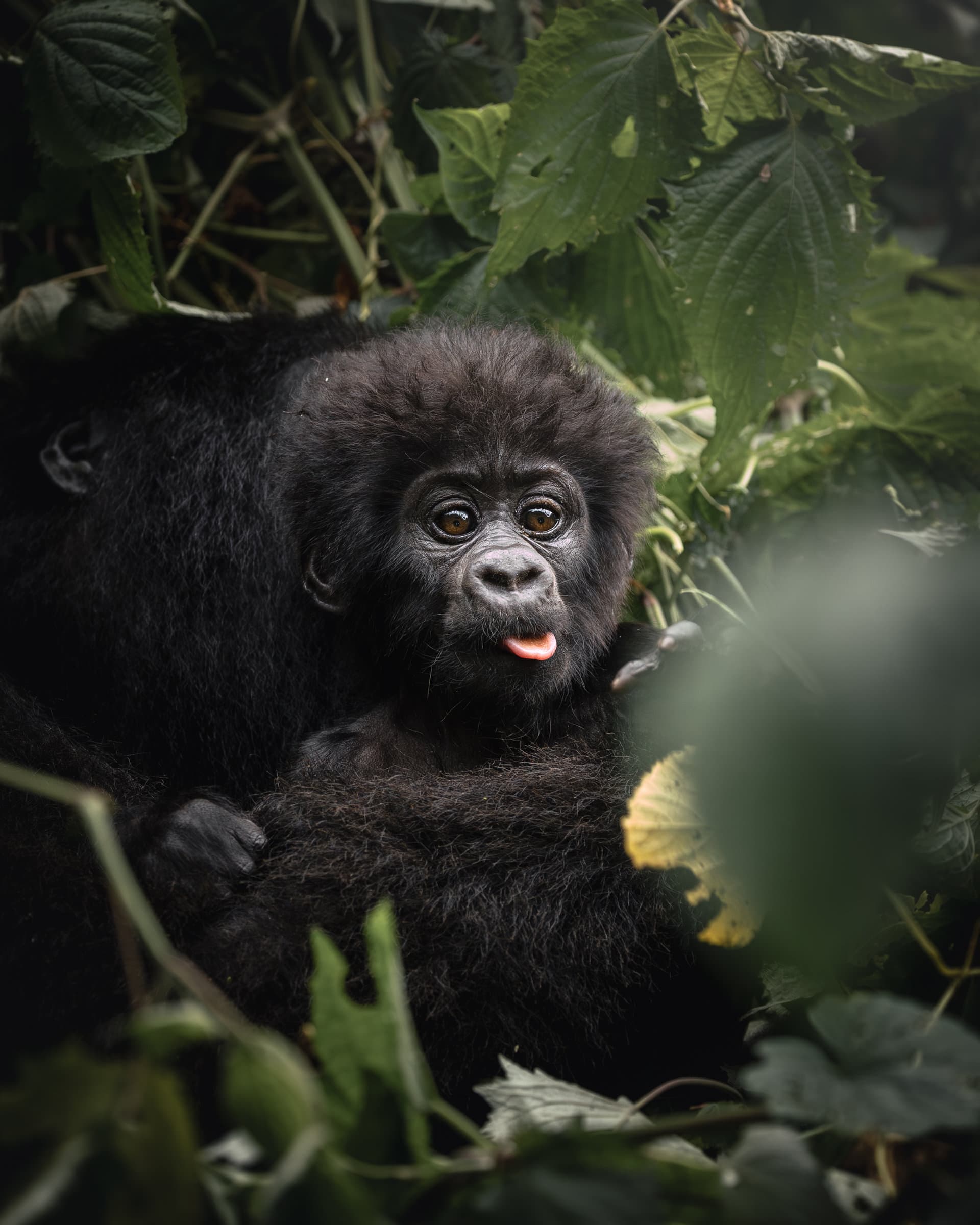 baby mountain gorilla