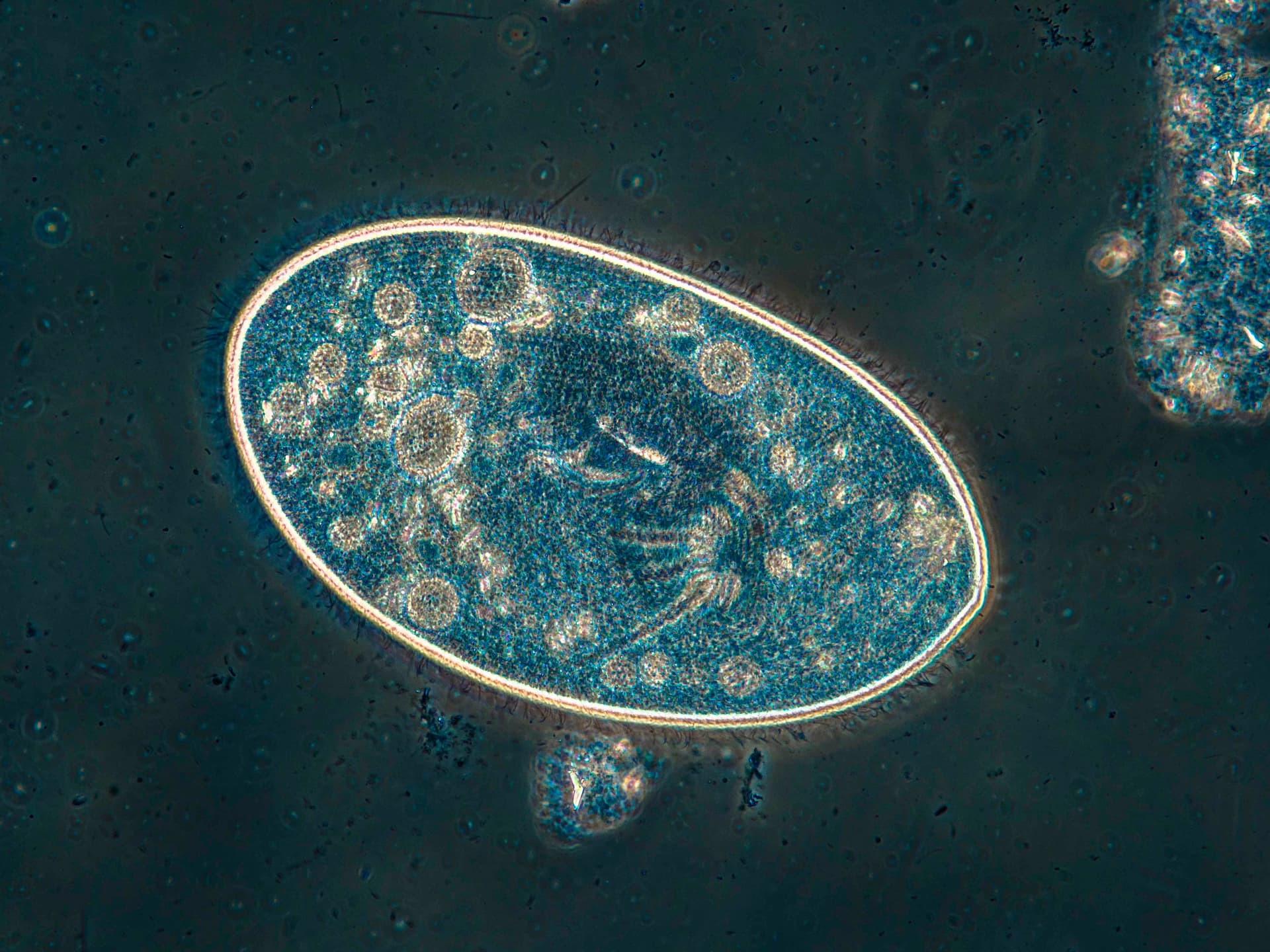 Protozoan ciliate. Paramecium sp.