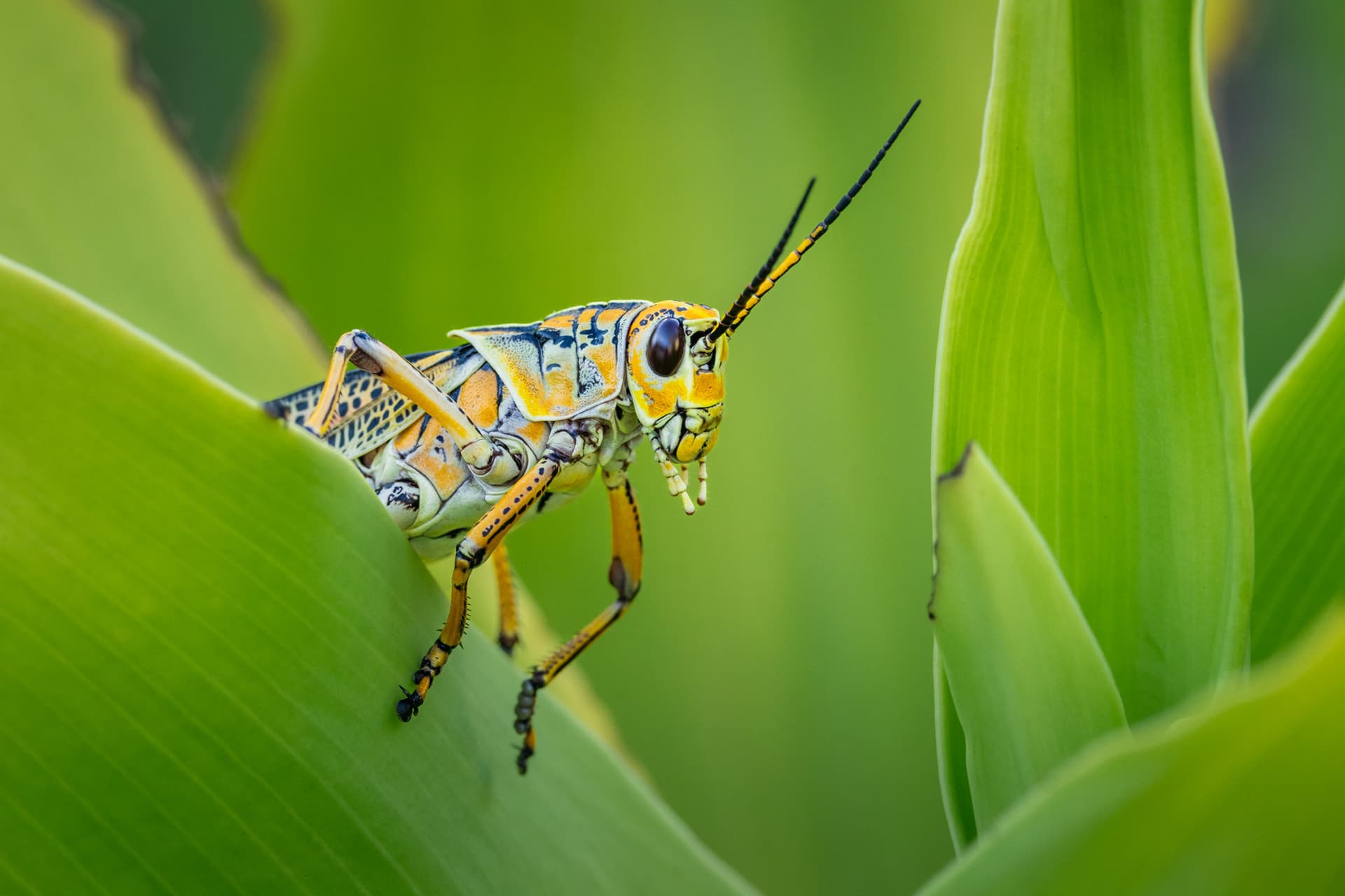 An Eastern Lubber Grasshopper's colors stand out against the plants growing at the front of my house