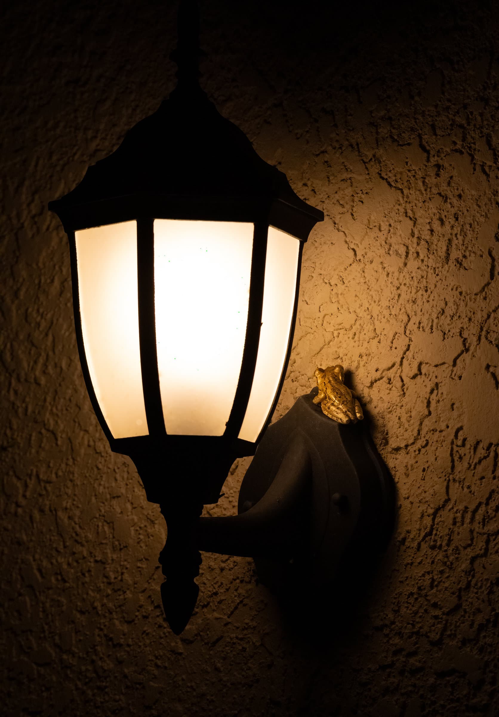 A Cuban Tree Frog uses the light from a streetlamp to catch its dinner