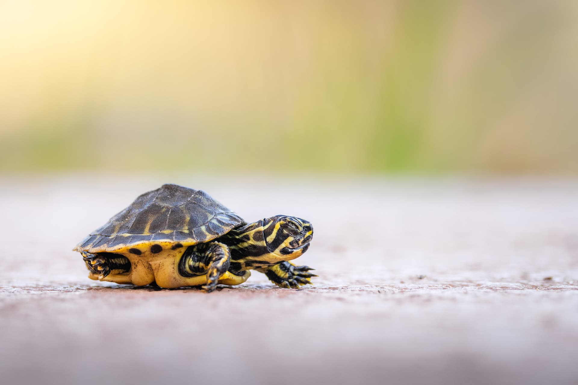 A baby Yellow-Bellied Slider turtle takes its first steps after being born in my yard