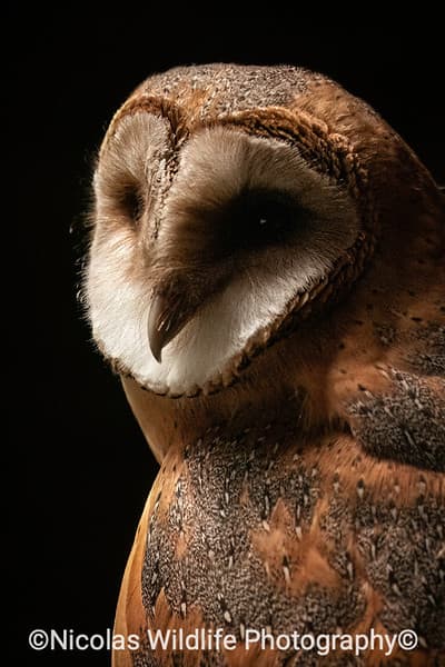 Example of Tyto Alba Guttata