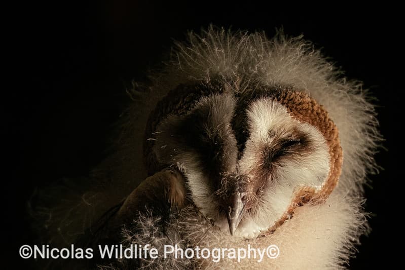 6-7 week old barn owl chick