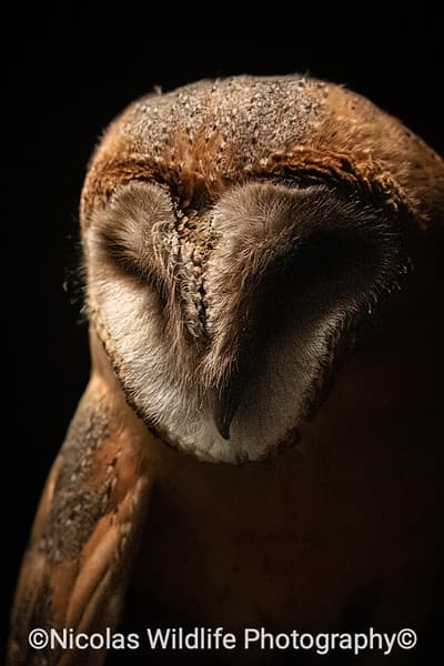 Tyto Alba Guttata sub adult