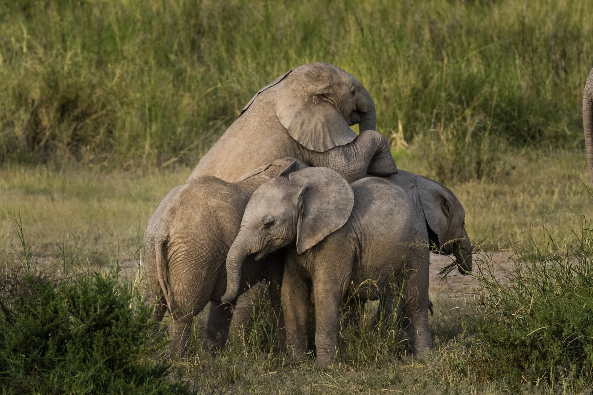 Elephant calves playing together in their herd at Amboseli National Park. ©IFAW, Photographer: Barbara Hollweg