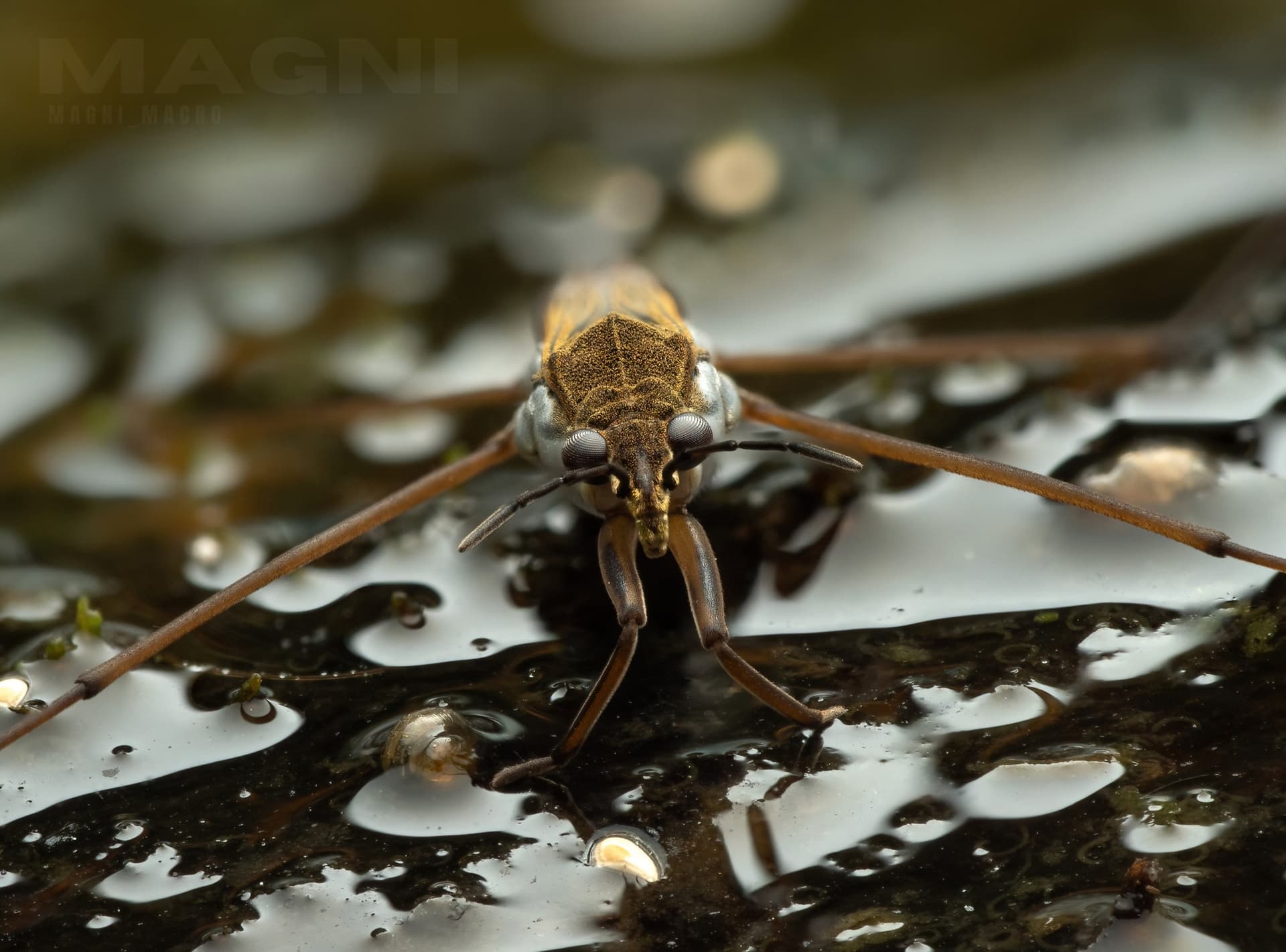 Water Strider, a closeup