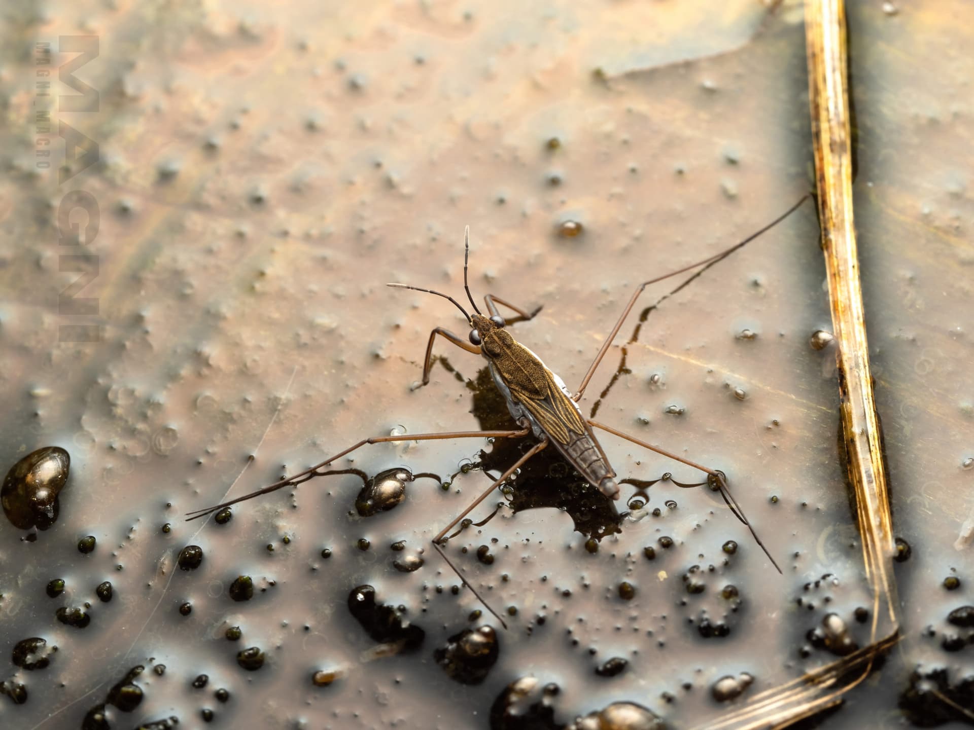 Water strider in shallow water