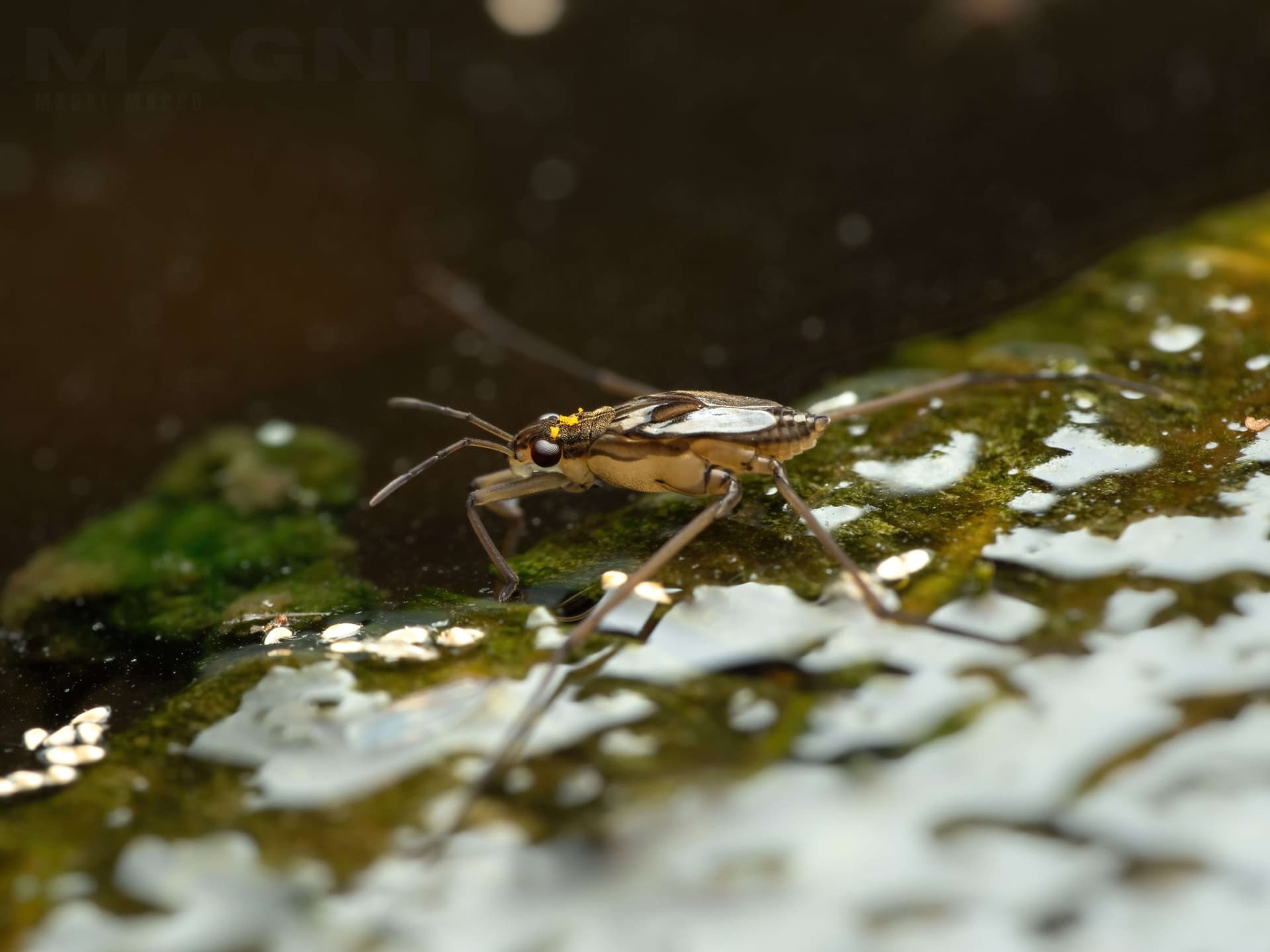 A young pond skater