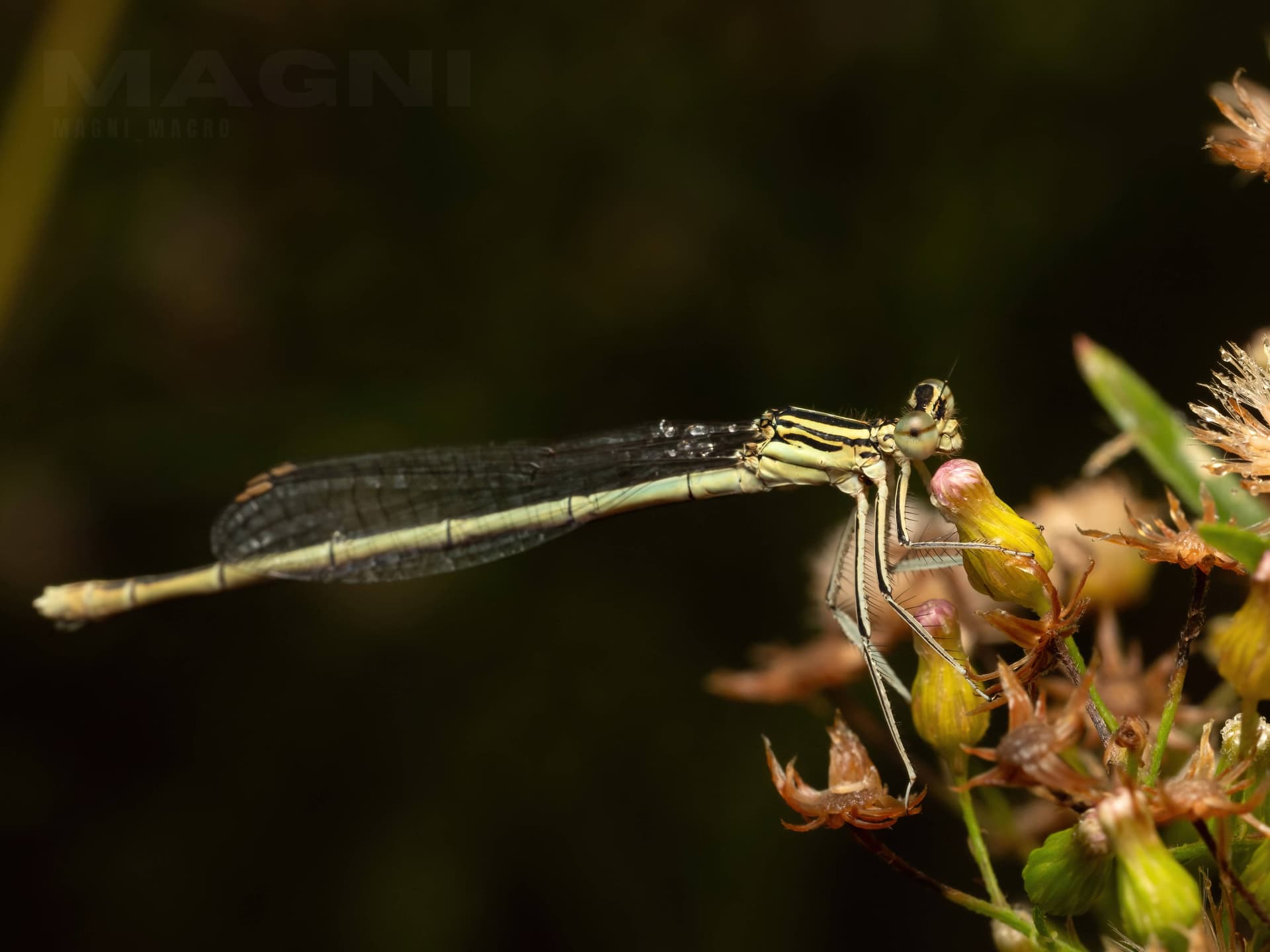 Most likely a female white-legged damselfly
