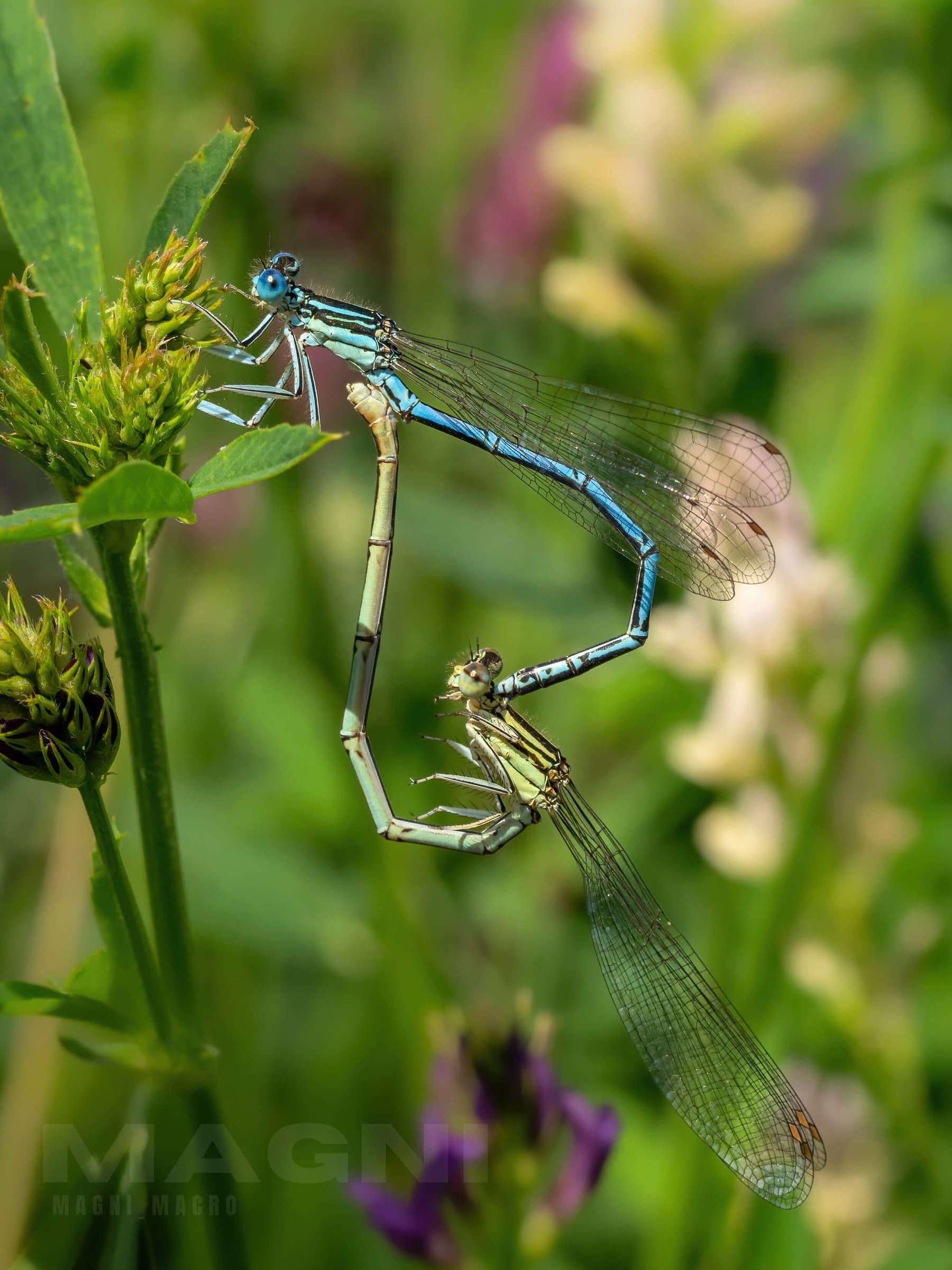 Mating Damselflies - Second stage ("heart" position)