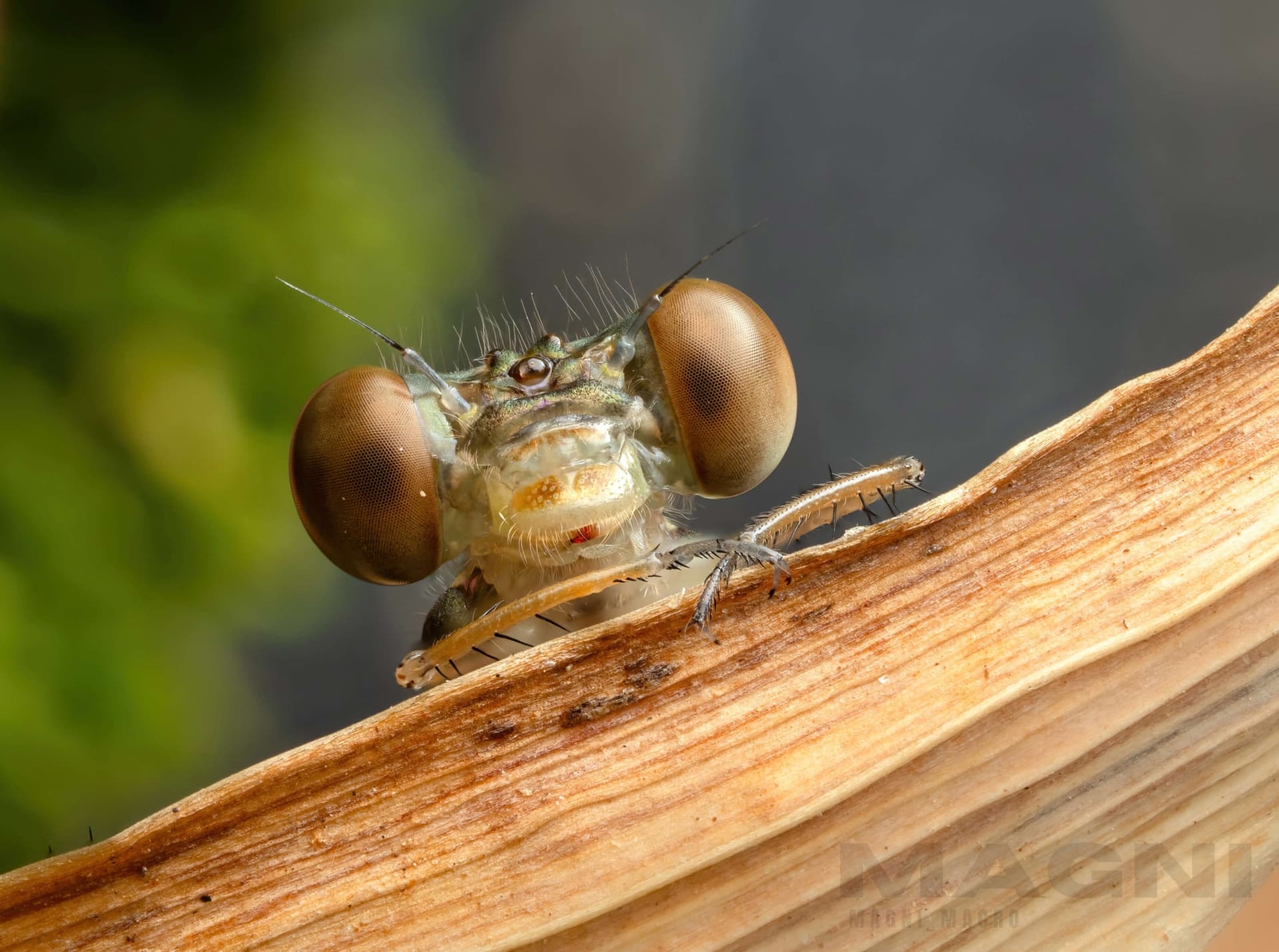 Freshly moulted damsefly - waiting