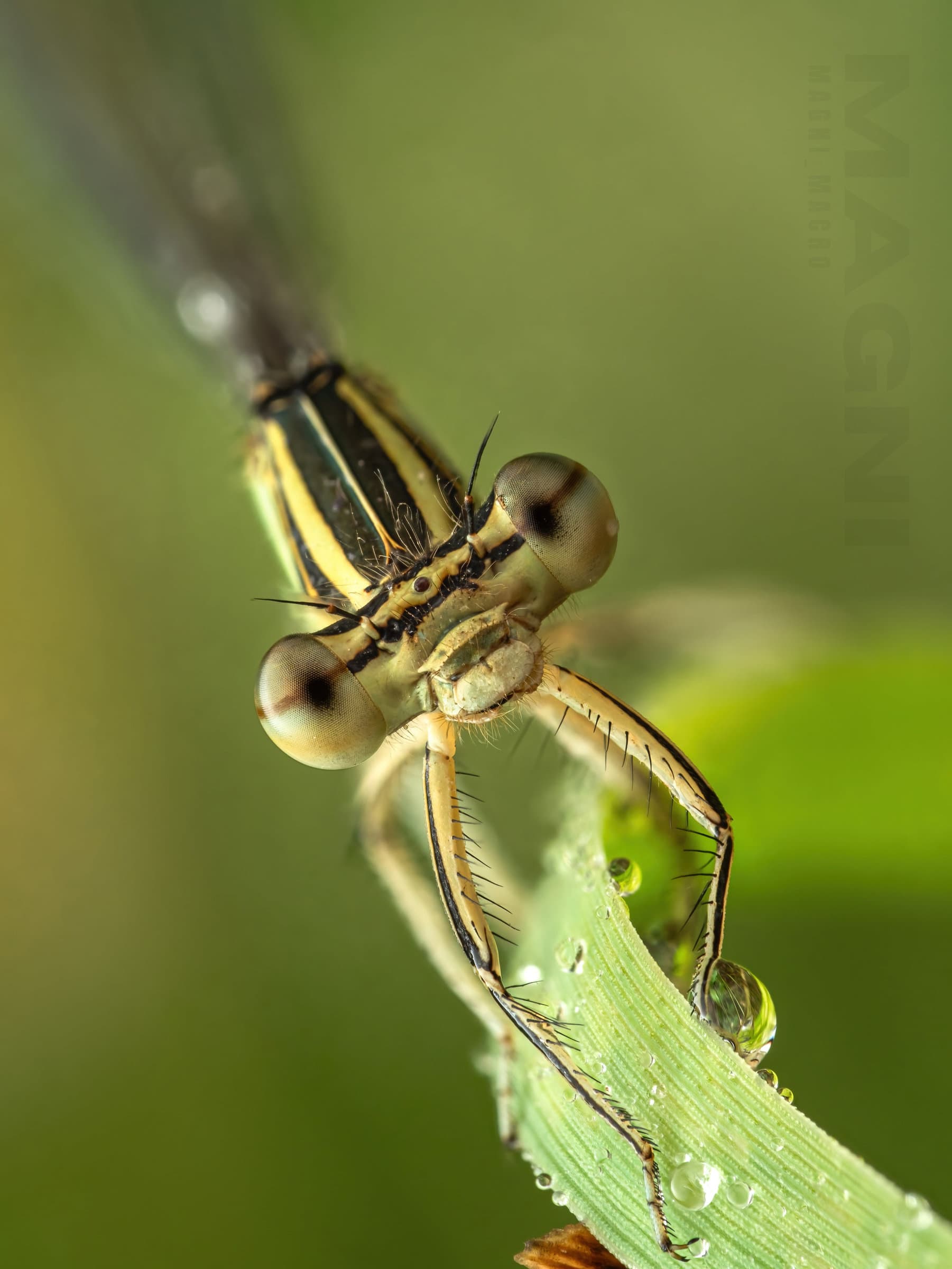 adult female damselfly