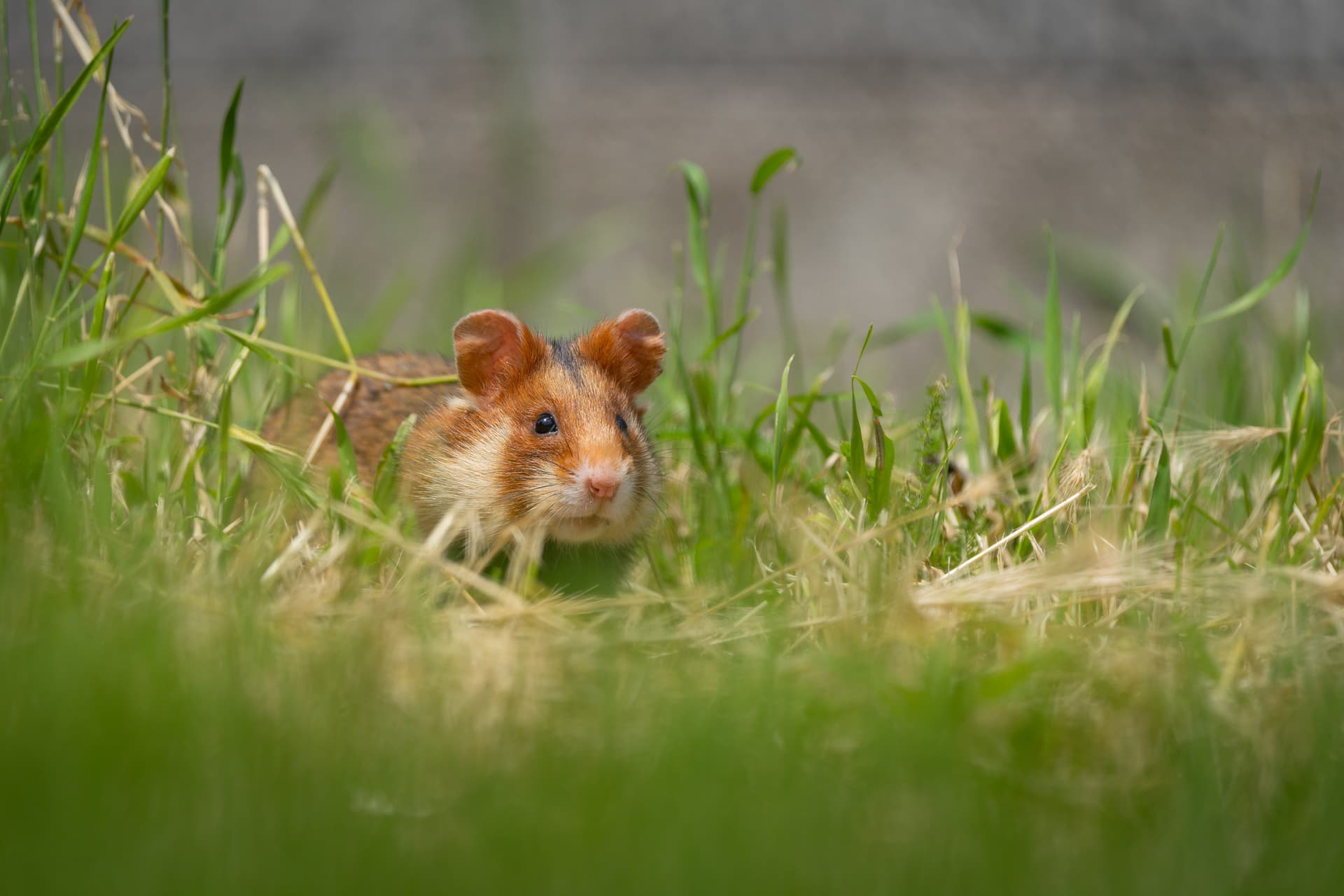 European Hamster
