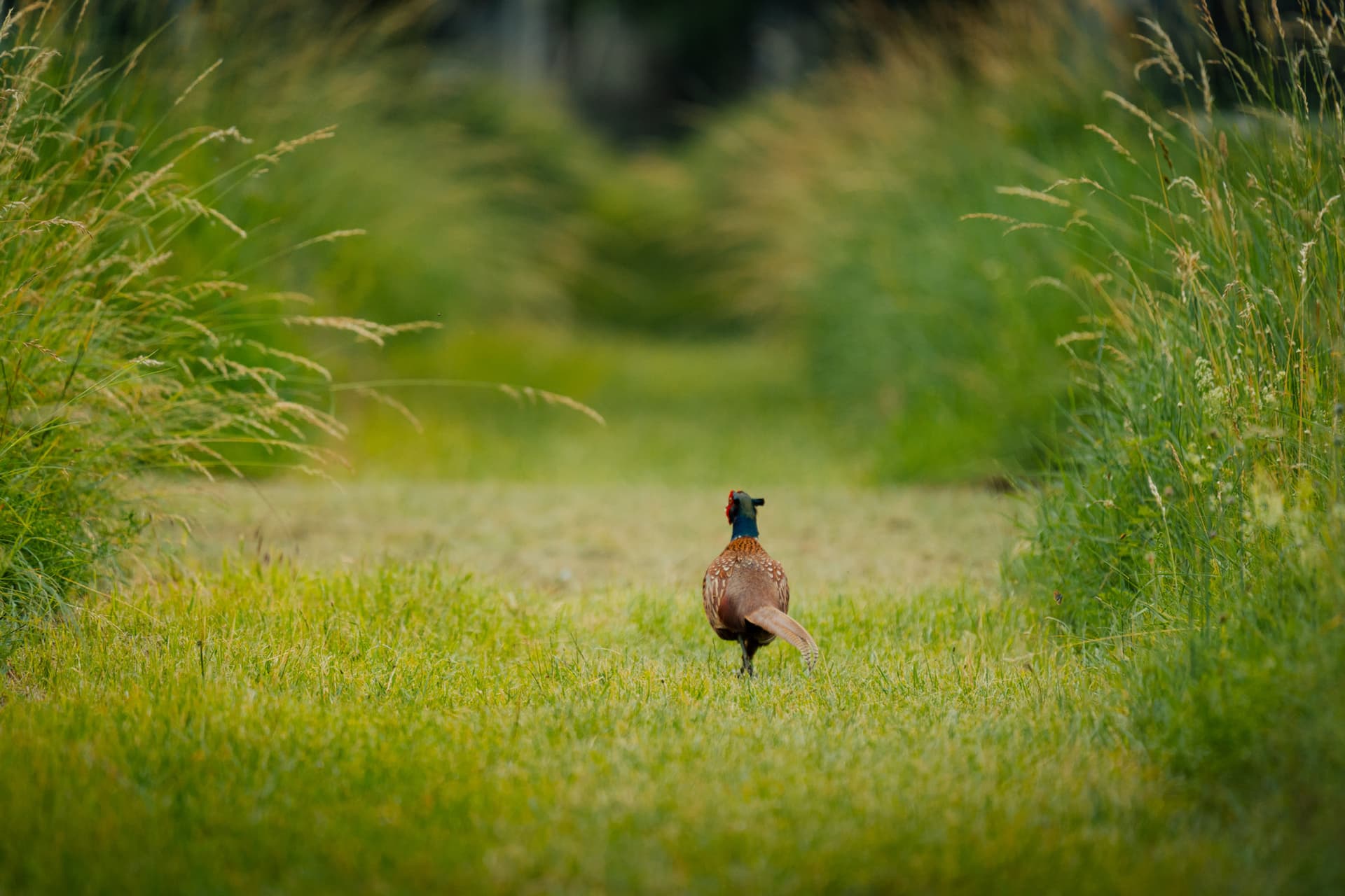 Pheasant in Vienna