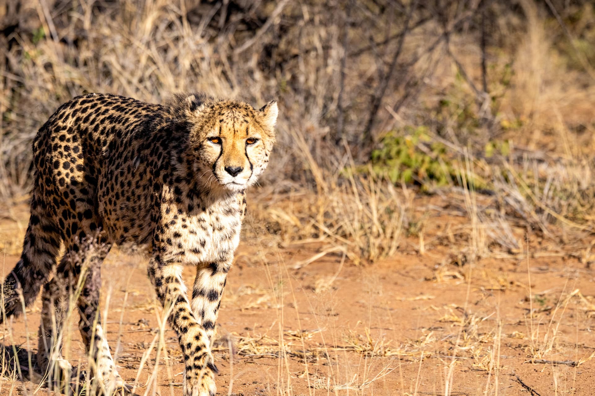 Cheetah at Okonjima Africat Foundation
