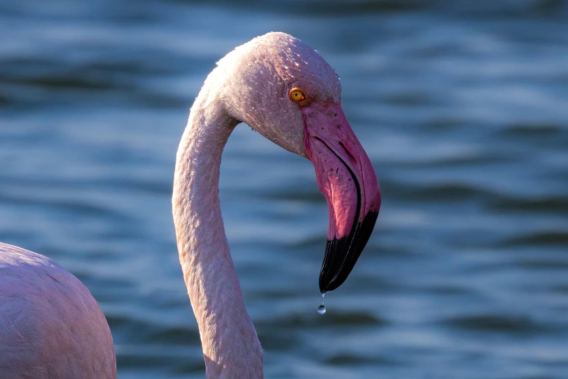 Flamingo seen at Walvis Bay