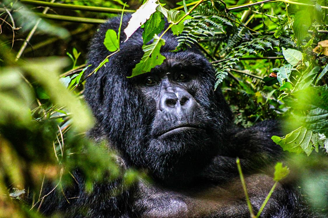 Dominant Silverback Gorilla of the Bitukura Group