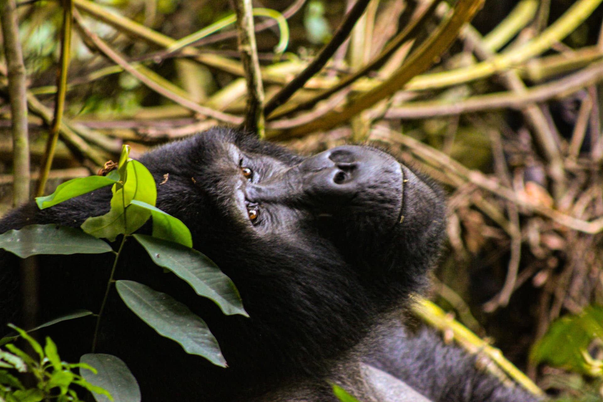 Dominant Silverback Gorilla of the Bitukura Group