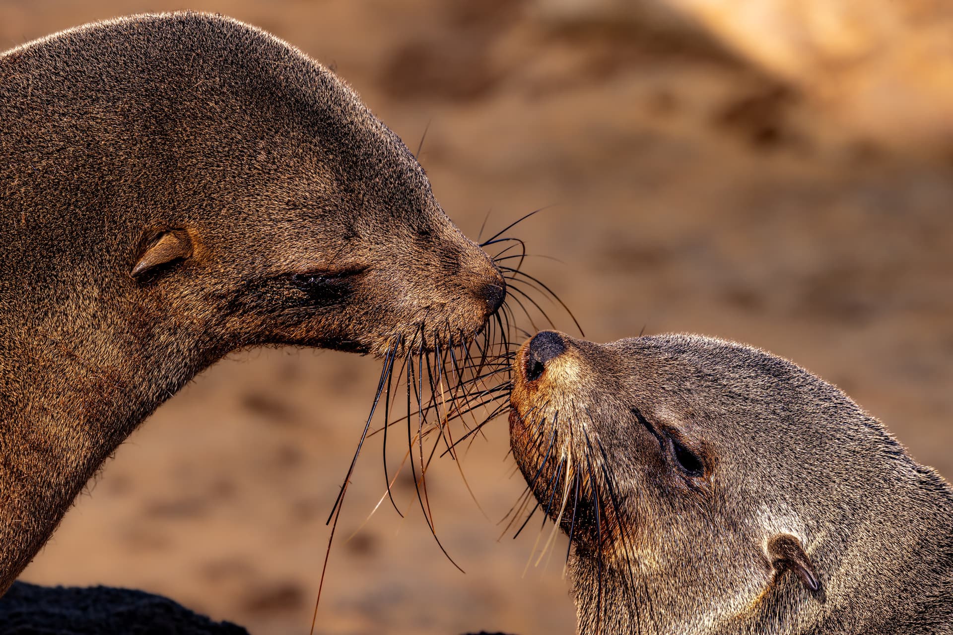 Cape Cross seals in Namibia