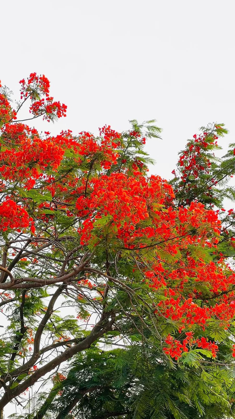 A Krishnachura tree in full red bloom against a pale sky