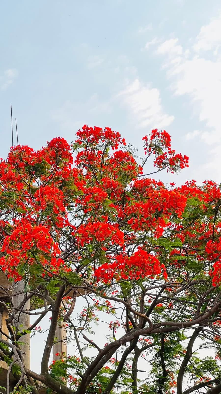 Krishnachura blossoms crowding a branch above a town street