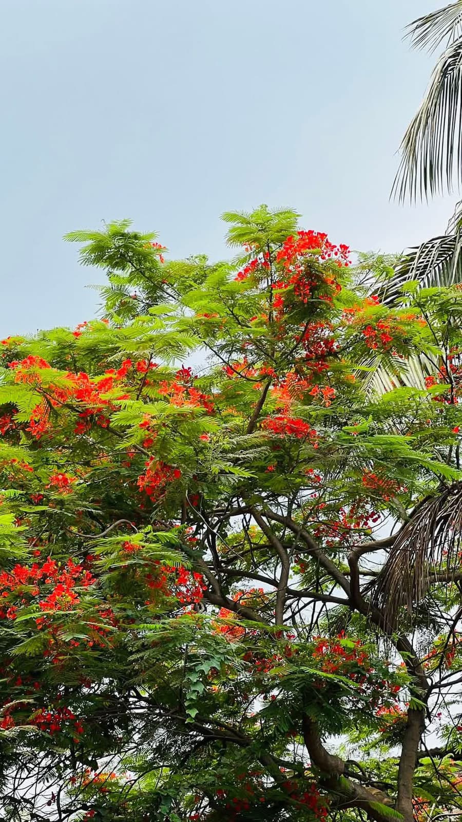 A Krishnachura in scarlet bloom beside a palm