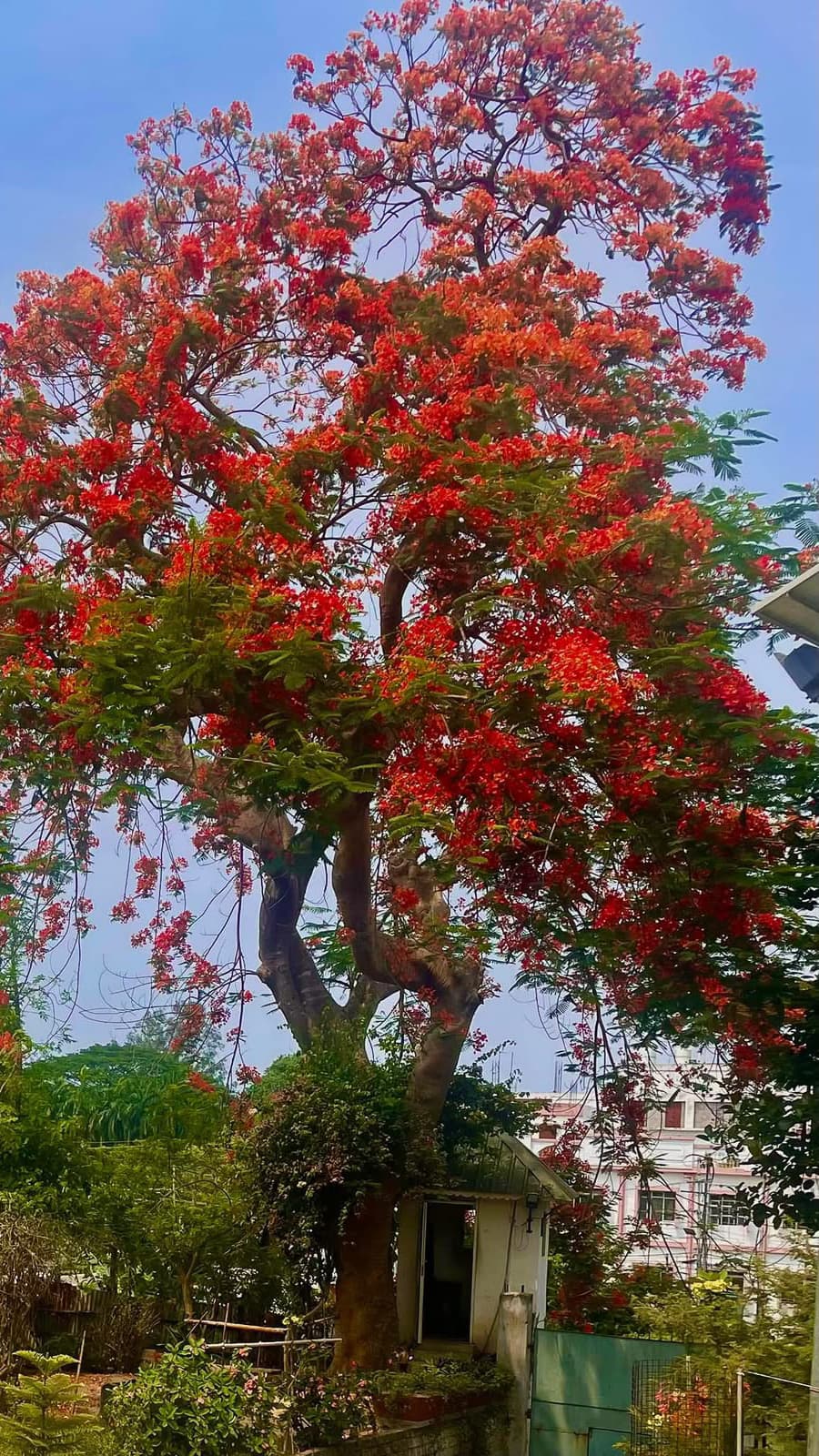 Red Krishnachura flowers scattered through green foliage