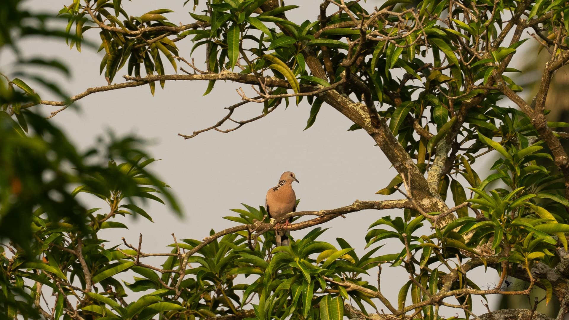 A Spotted Dove perched among the leaves of a mango tree