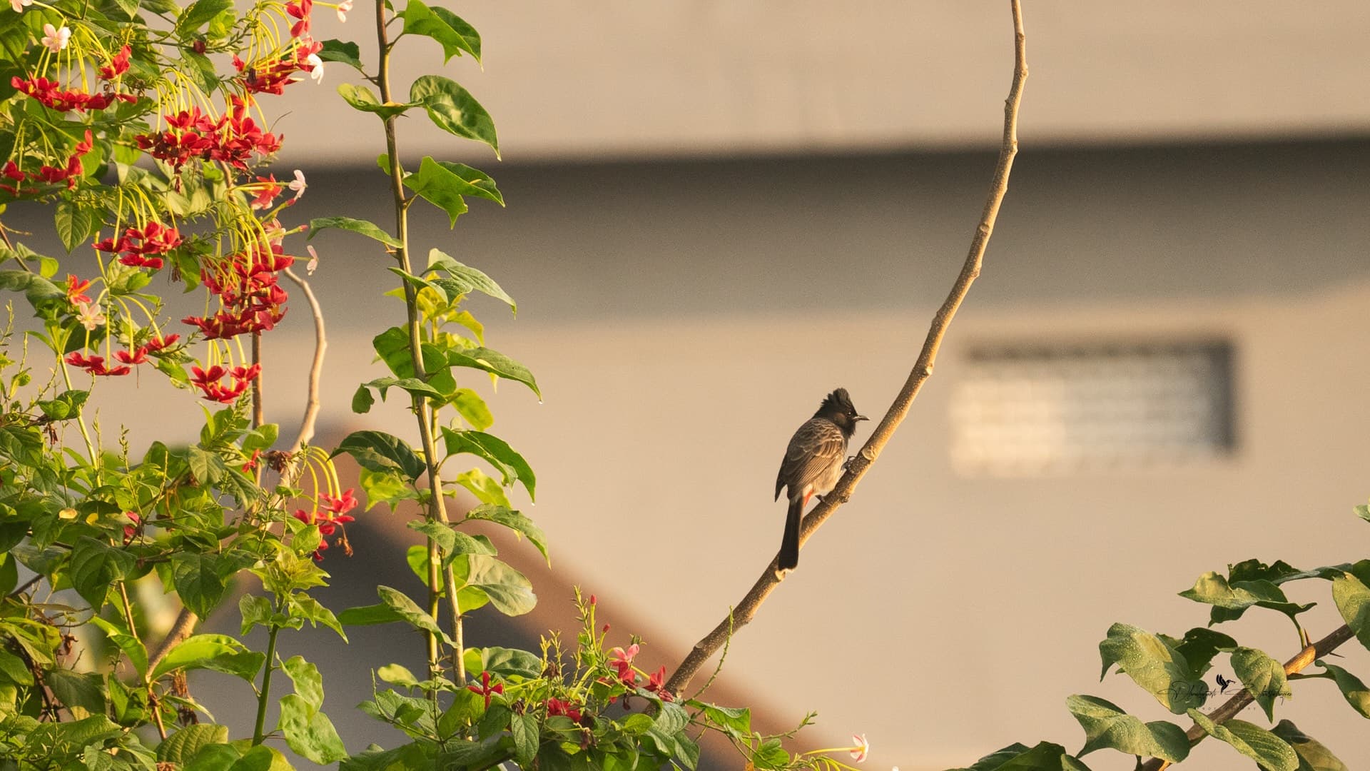 A red-vented bulbul perched on a thin branch in golden light