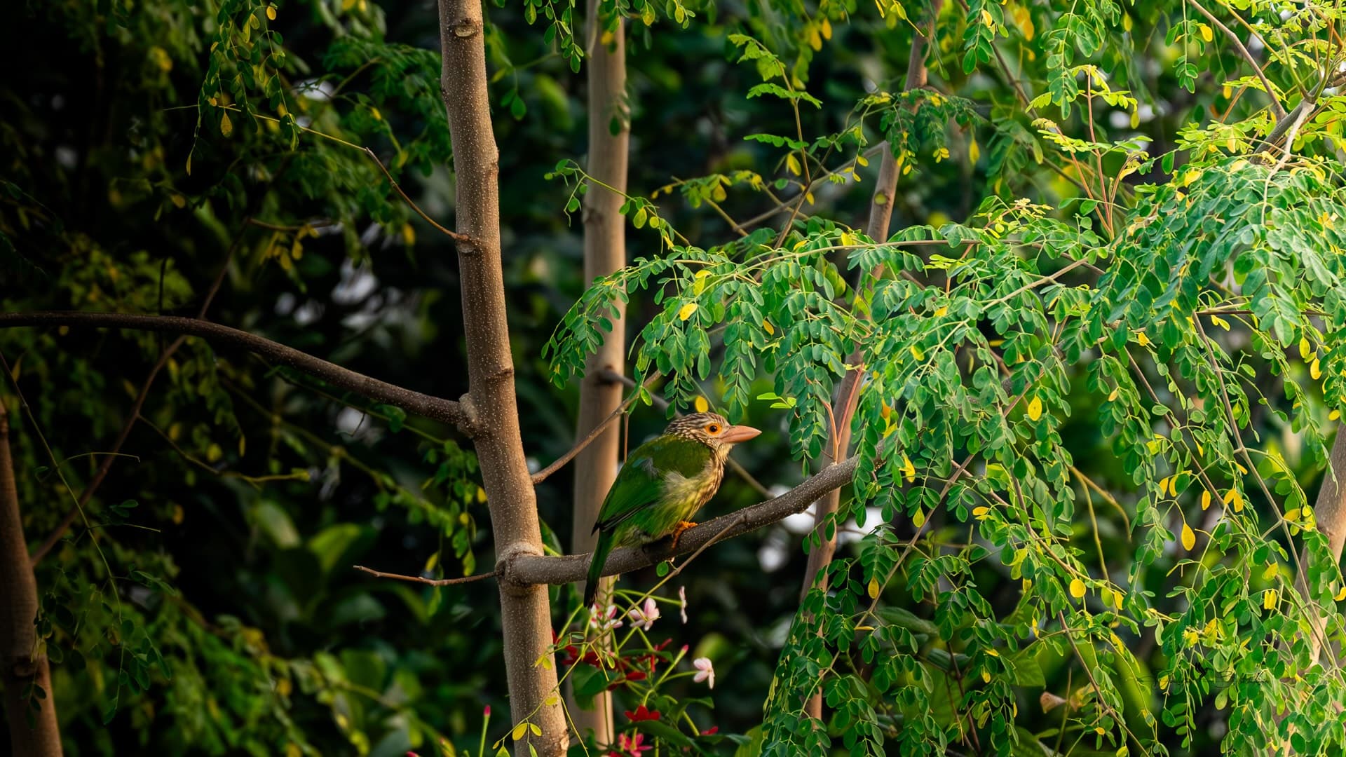 A Lineated Barbet among the foliage of a Moringa tree