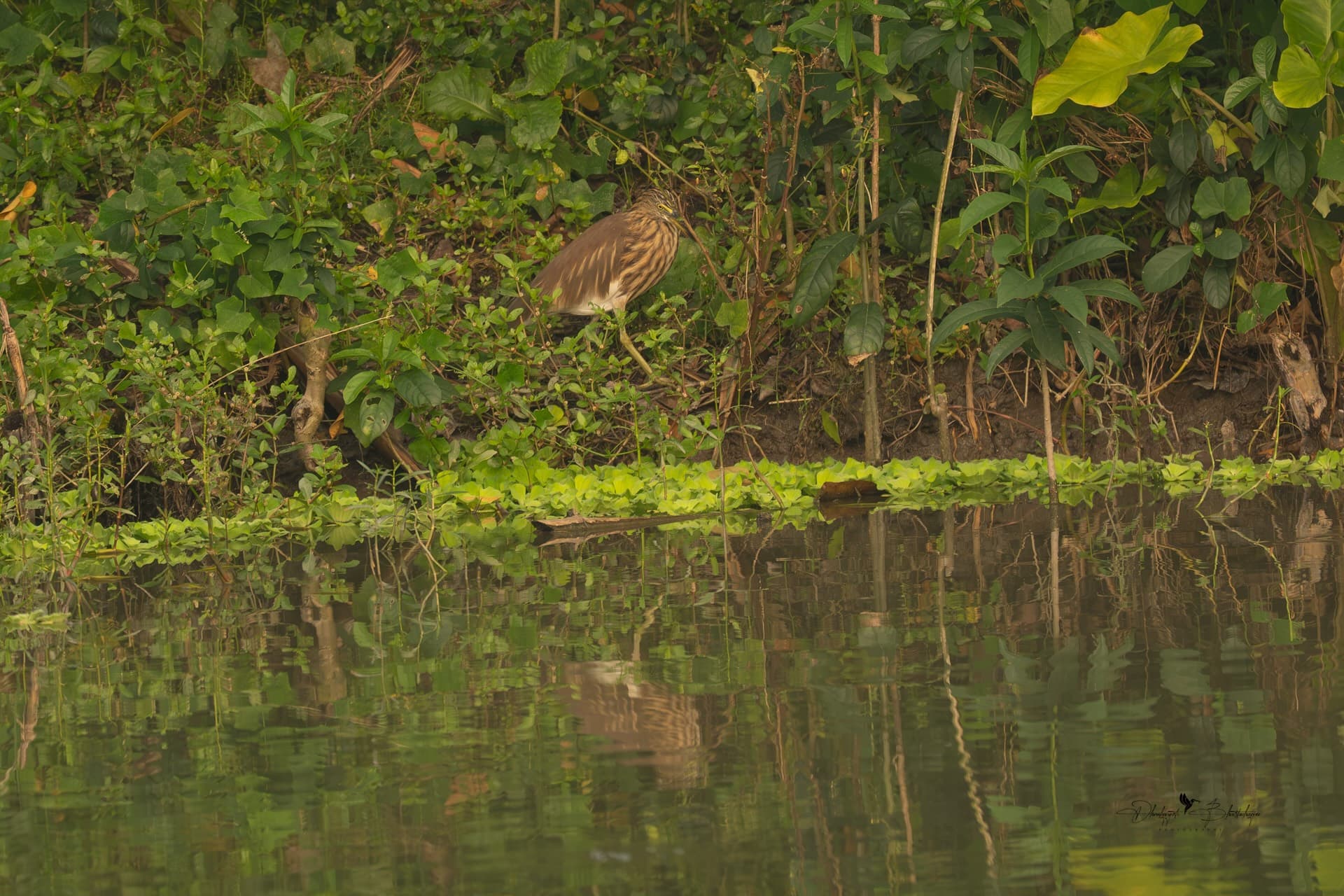 A pond heron standing at the grassy edge of a pond, reflected in the water