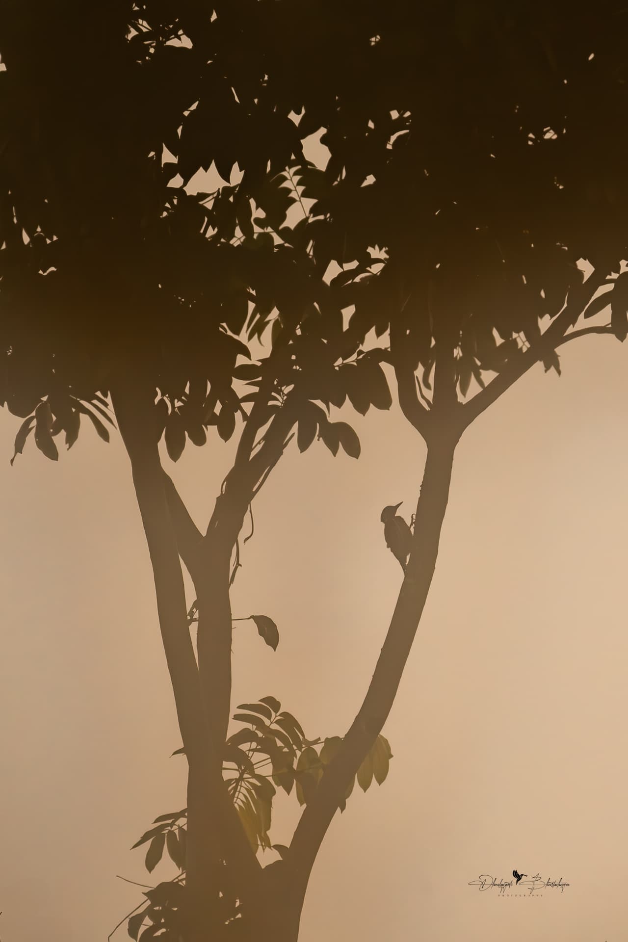 A bird silhouetted in a tree against soft morning mist