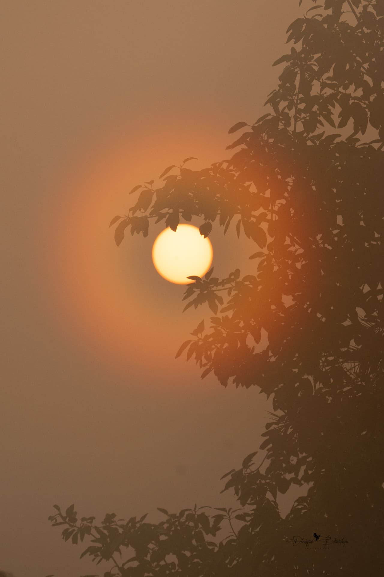 The winter sun glowing through mist behind silhouetted leaves