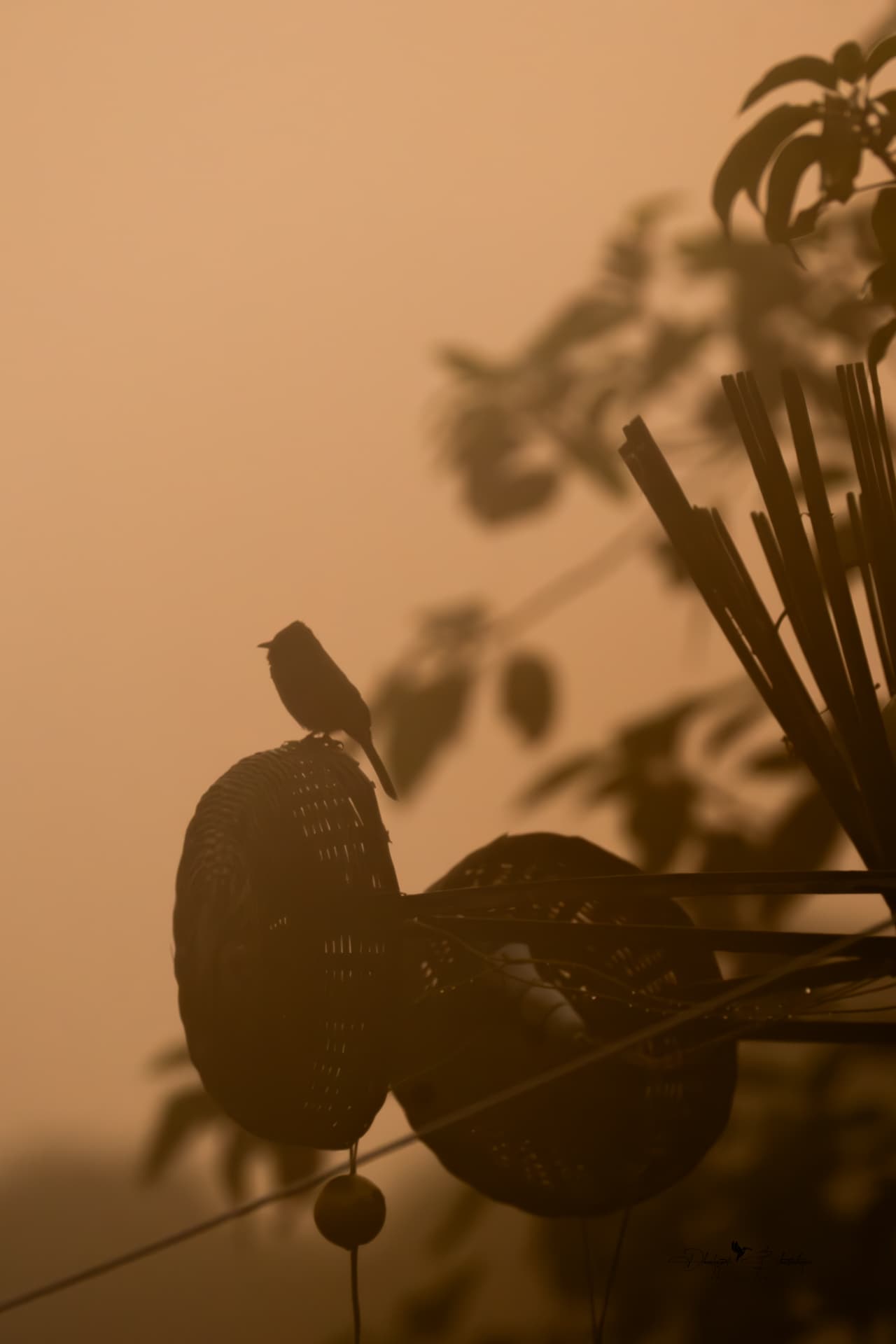 A small bird perched on a plant in the golden morning haze