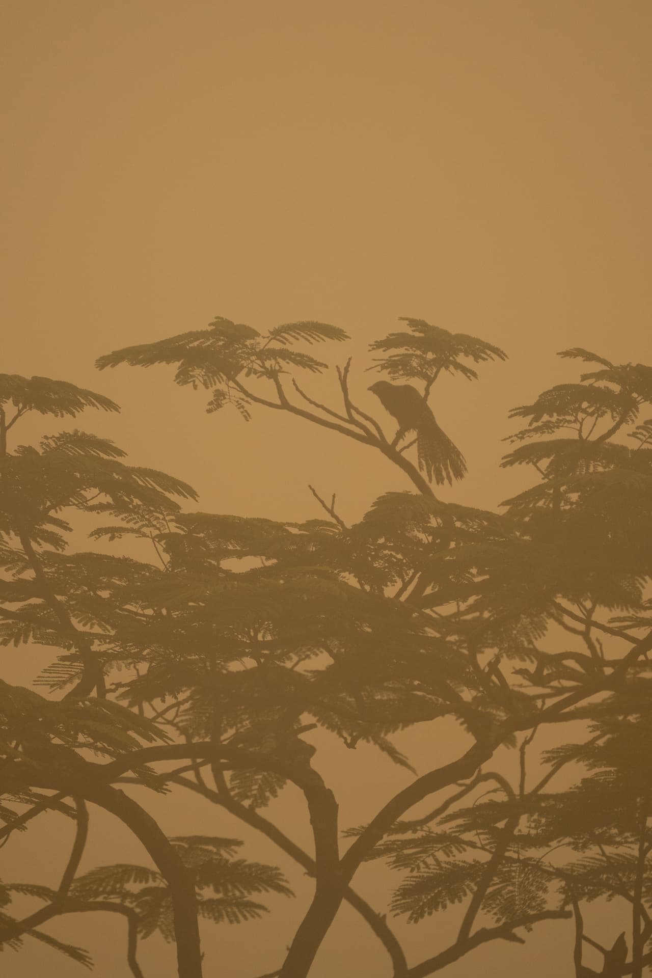 Trees silhouetted against a soft golden sky on a winter morning in Agartala