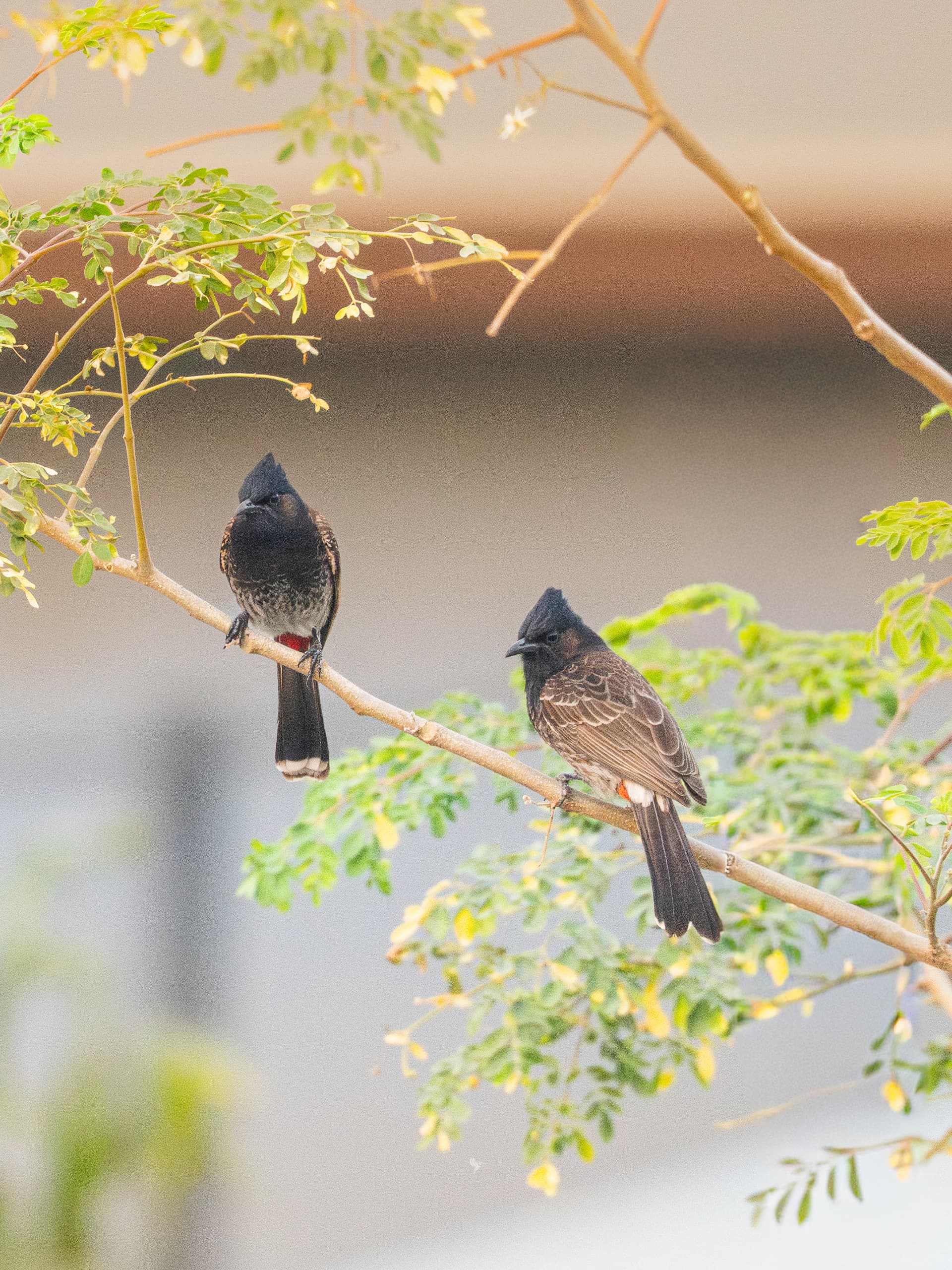 Red-vented Bulbul perched on a branch