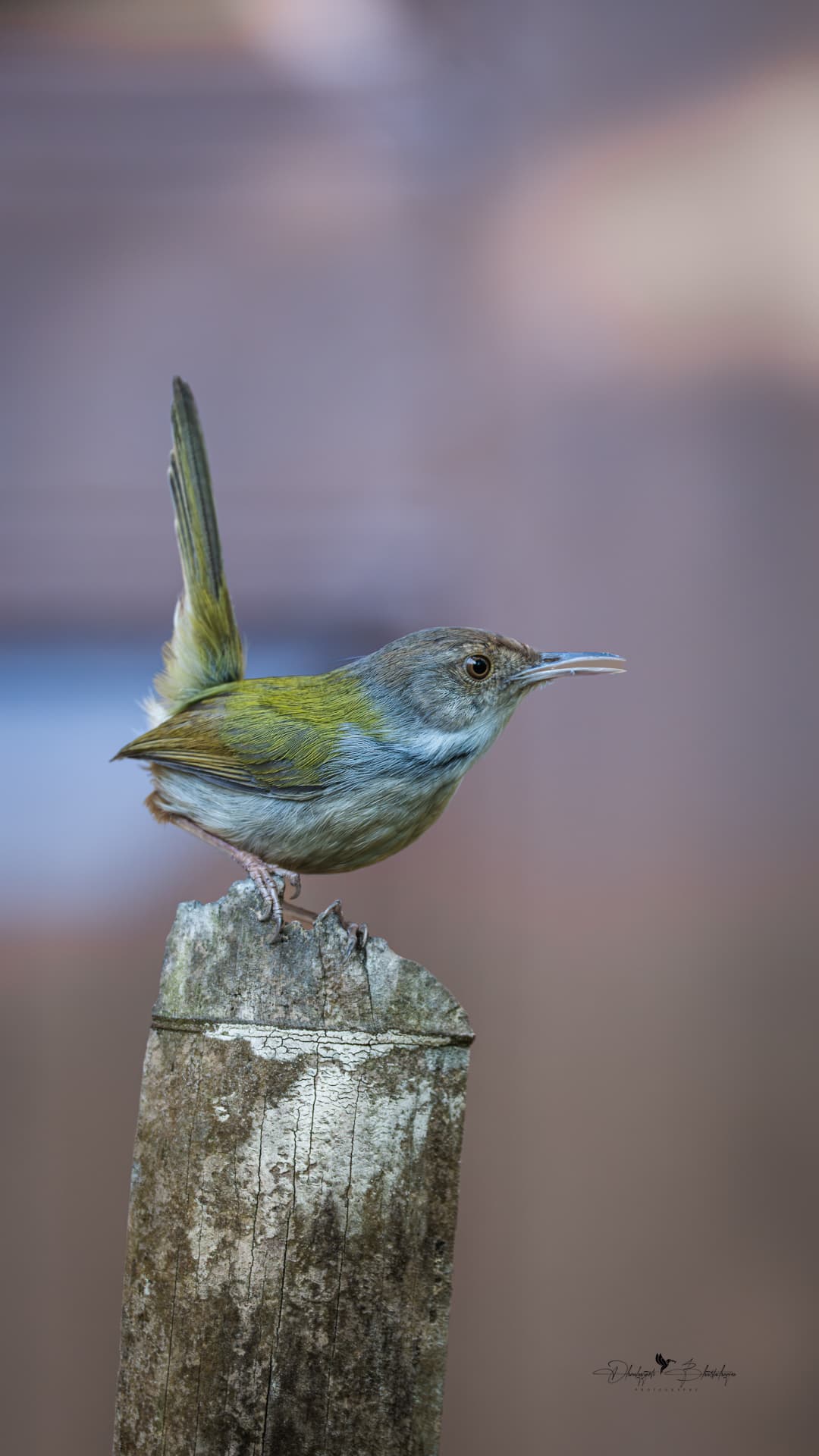 Common Tailorbird with its tail cocked upright