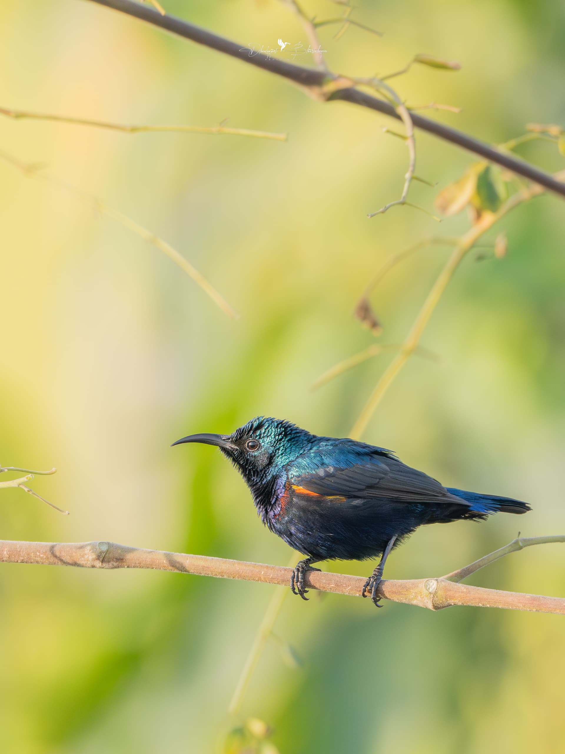 Purple Sunbird in metallic breeding plumage on a stem