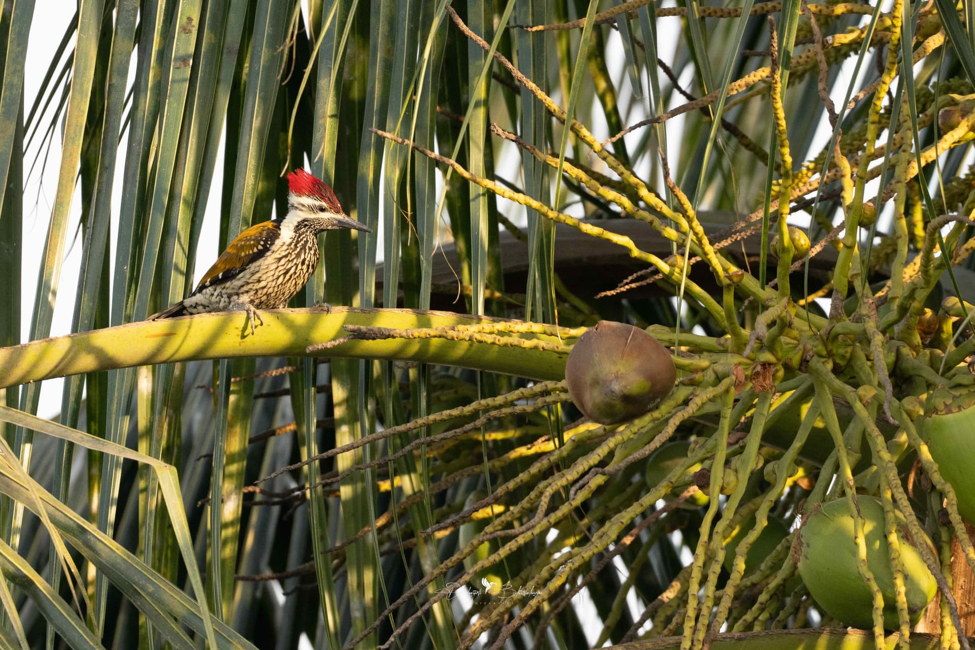 Black-rumped Flameback woodpecker on a palm