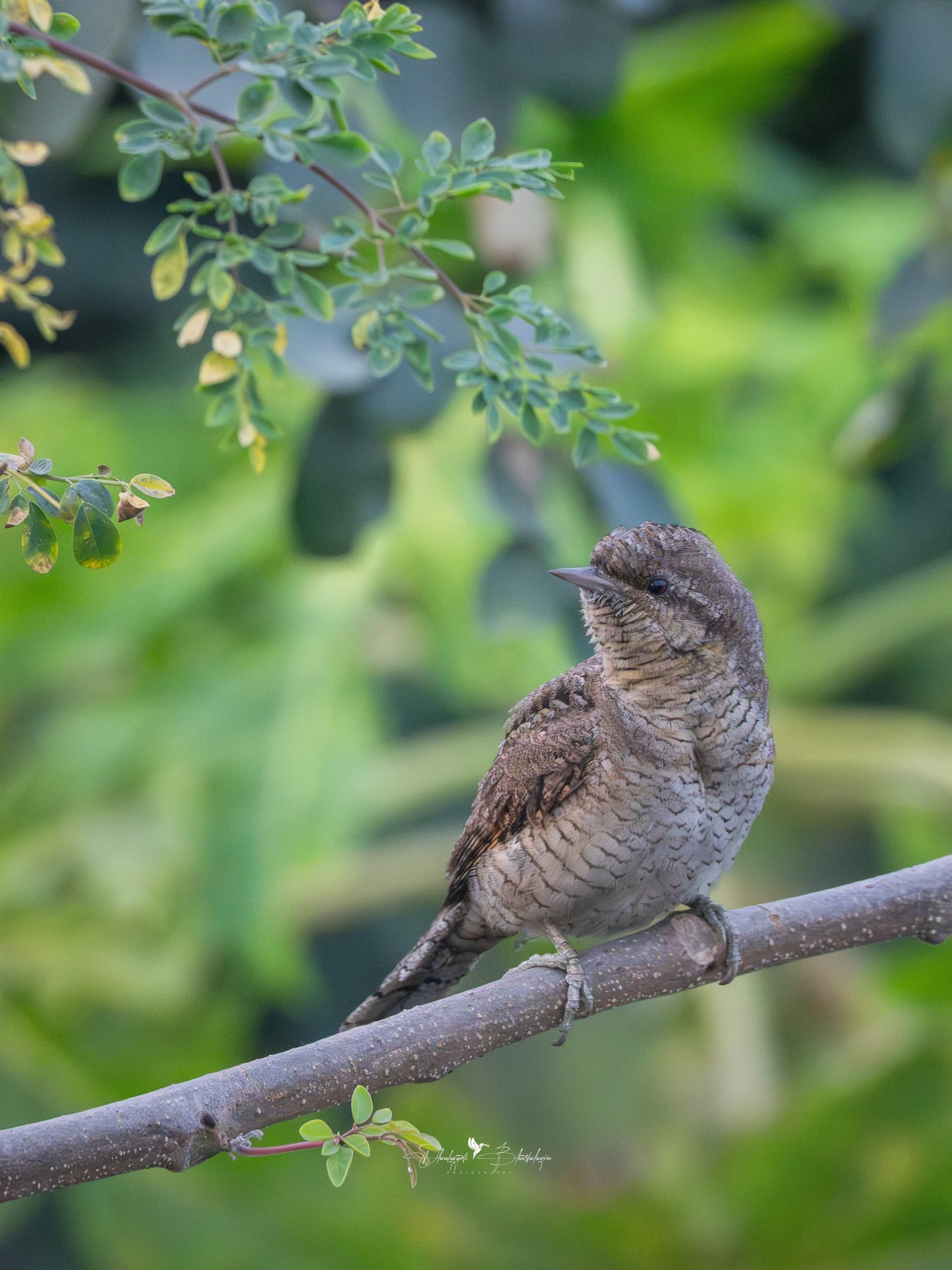 Eurasian Wryneck camouflaged against bark