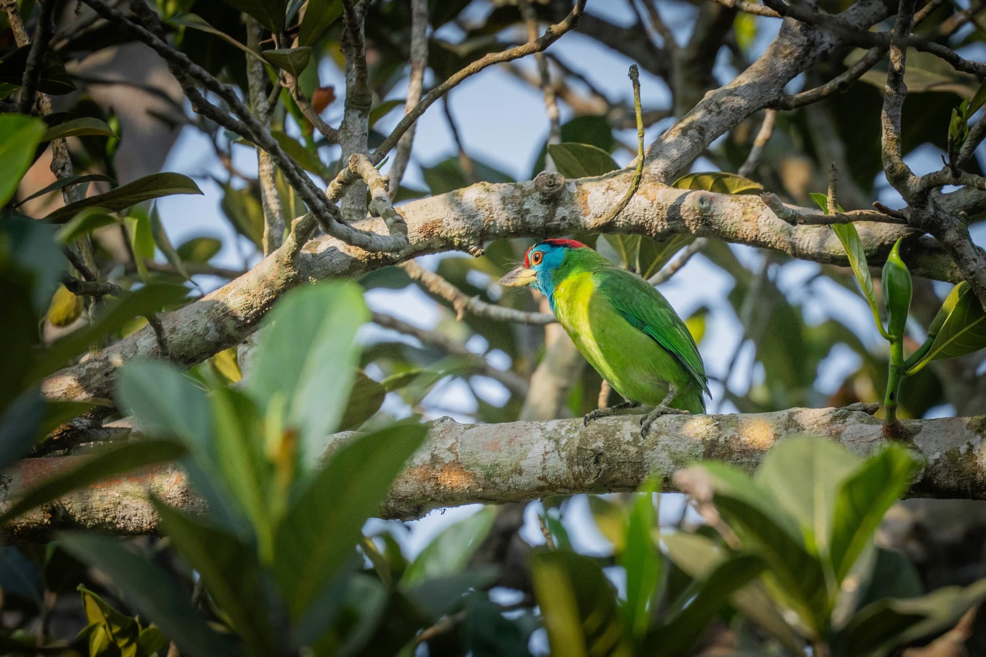 Blue-throated Barbet, bright green with a blue throat, among leaves