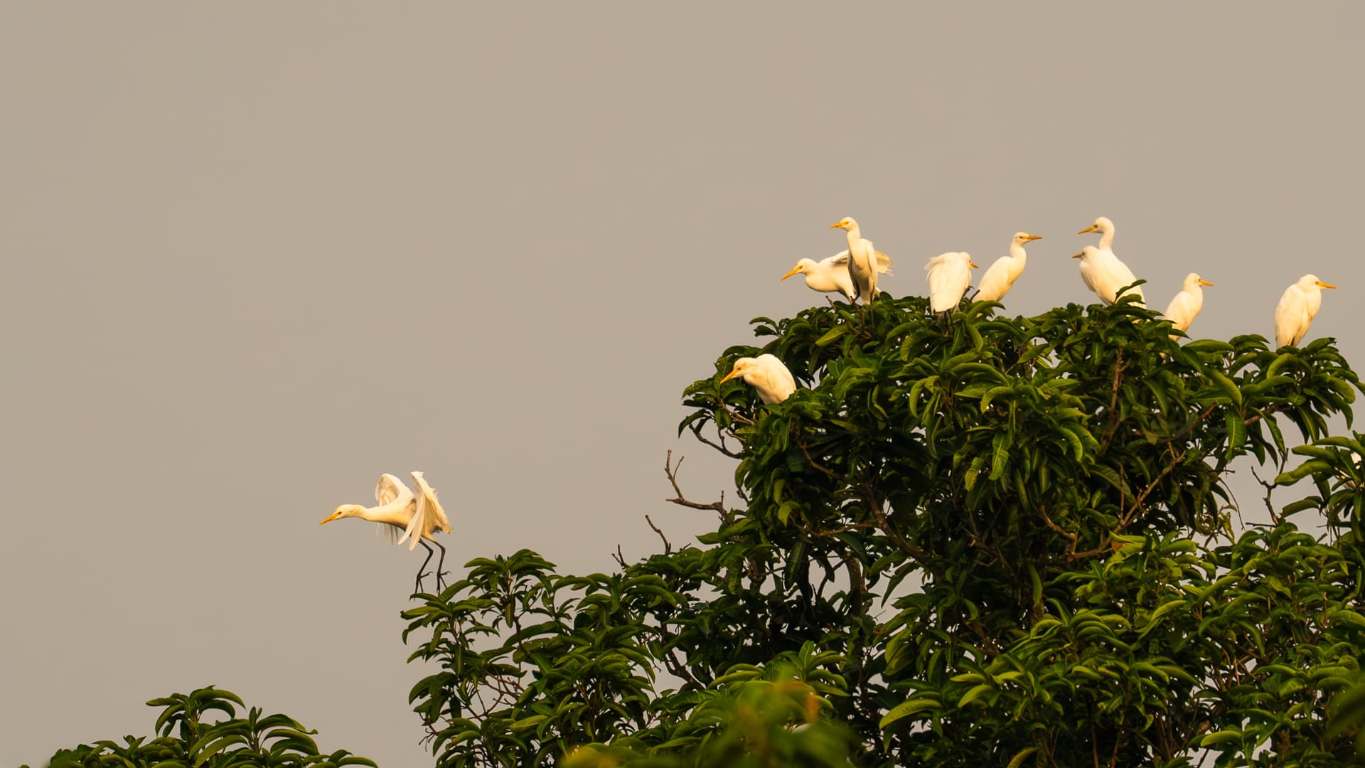 A flock of Great Egrets gathered in a treetop at dusk