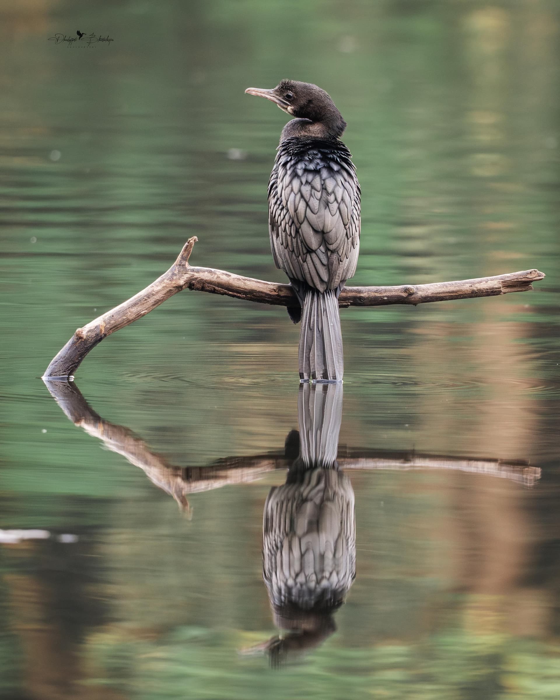 Little Cormorant low in the water