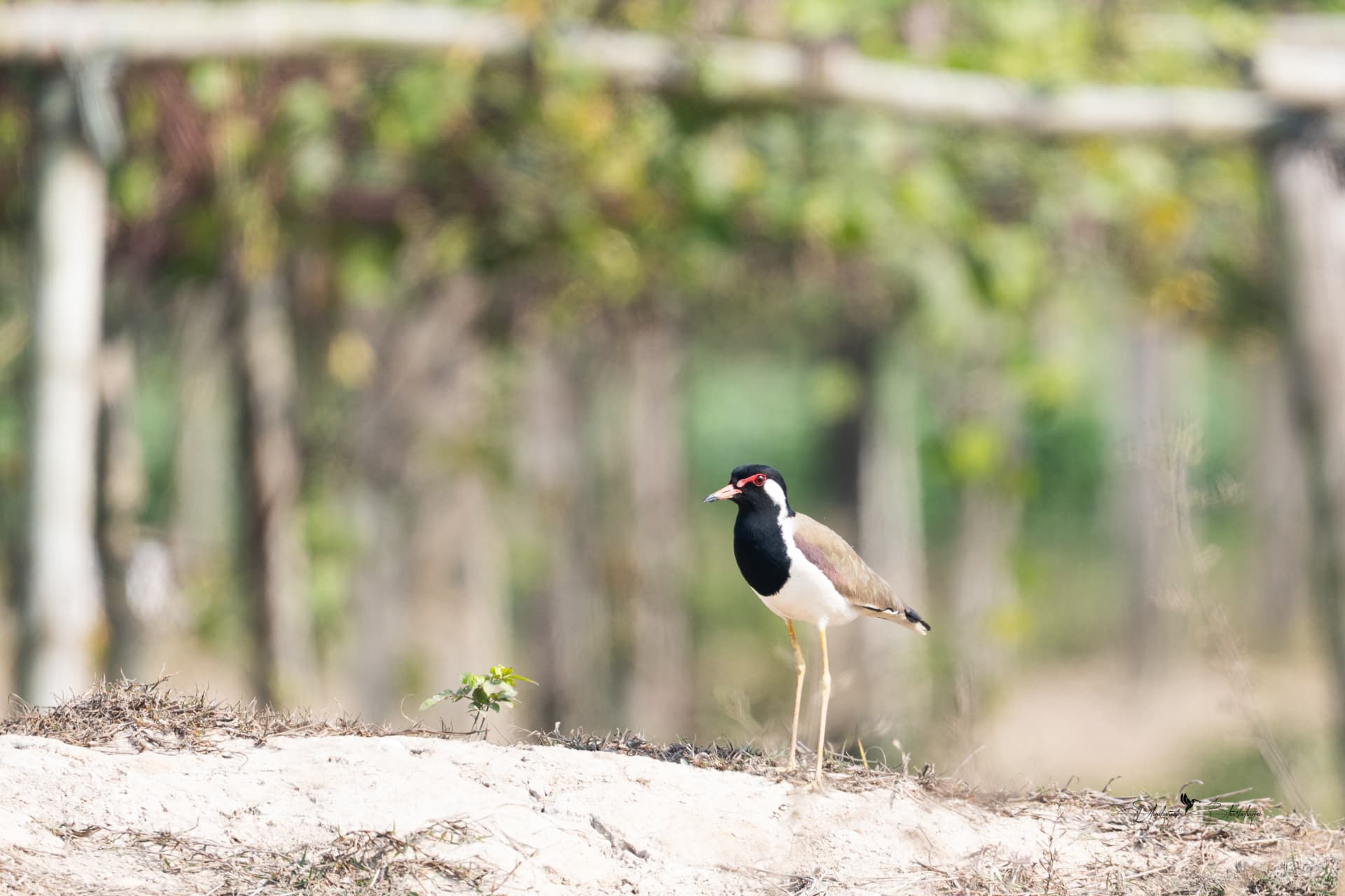 Red-wattled Lapwing standing alert