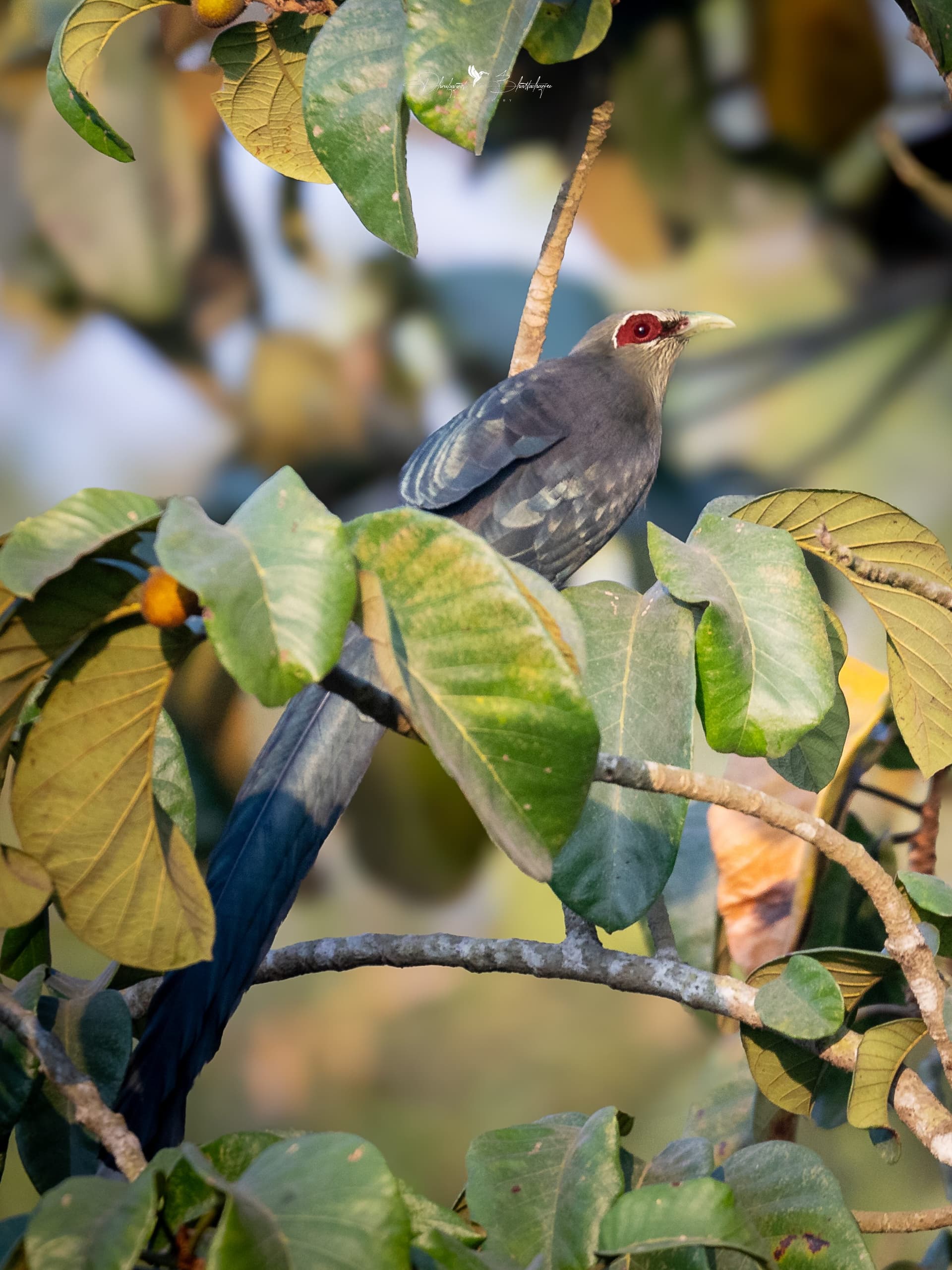 Green-billed Malkoha, a long-tailed bird with a green bill