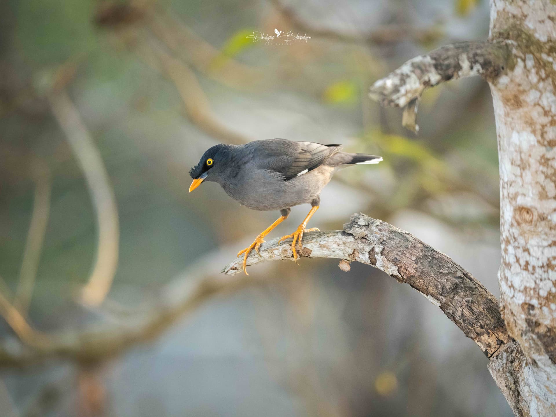 Common Myna with a yellow eye-patch and orange beak on a branch