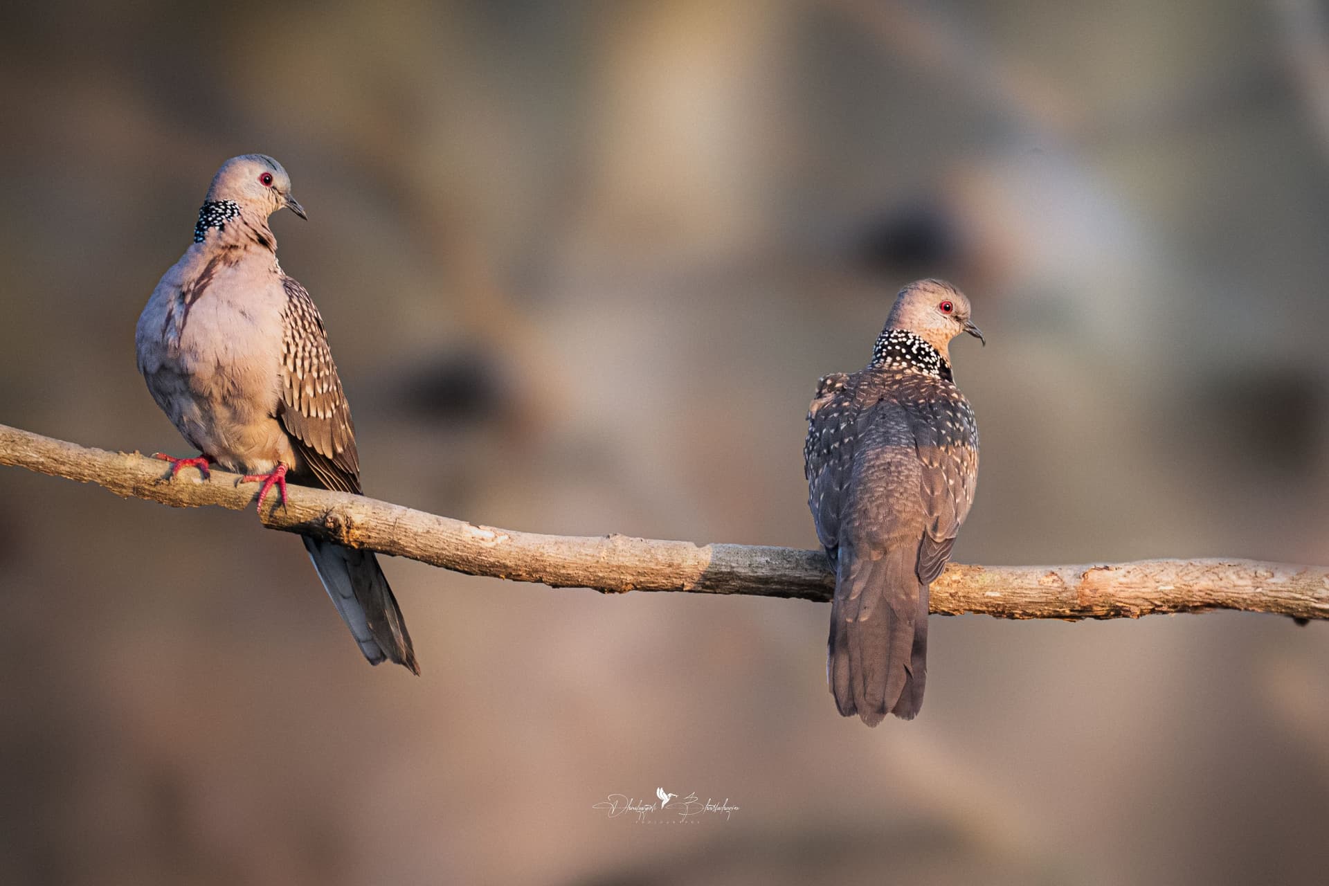 Spotted Dove showing the chequered patch on its neck