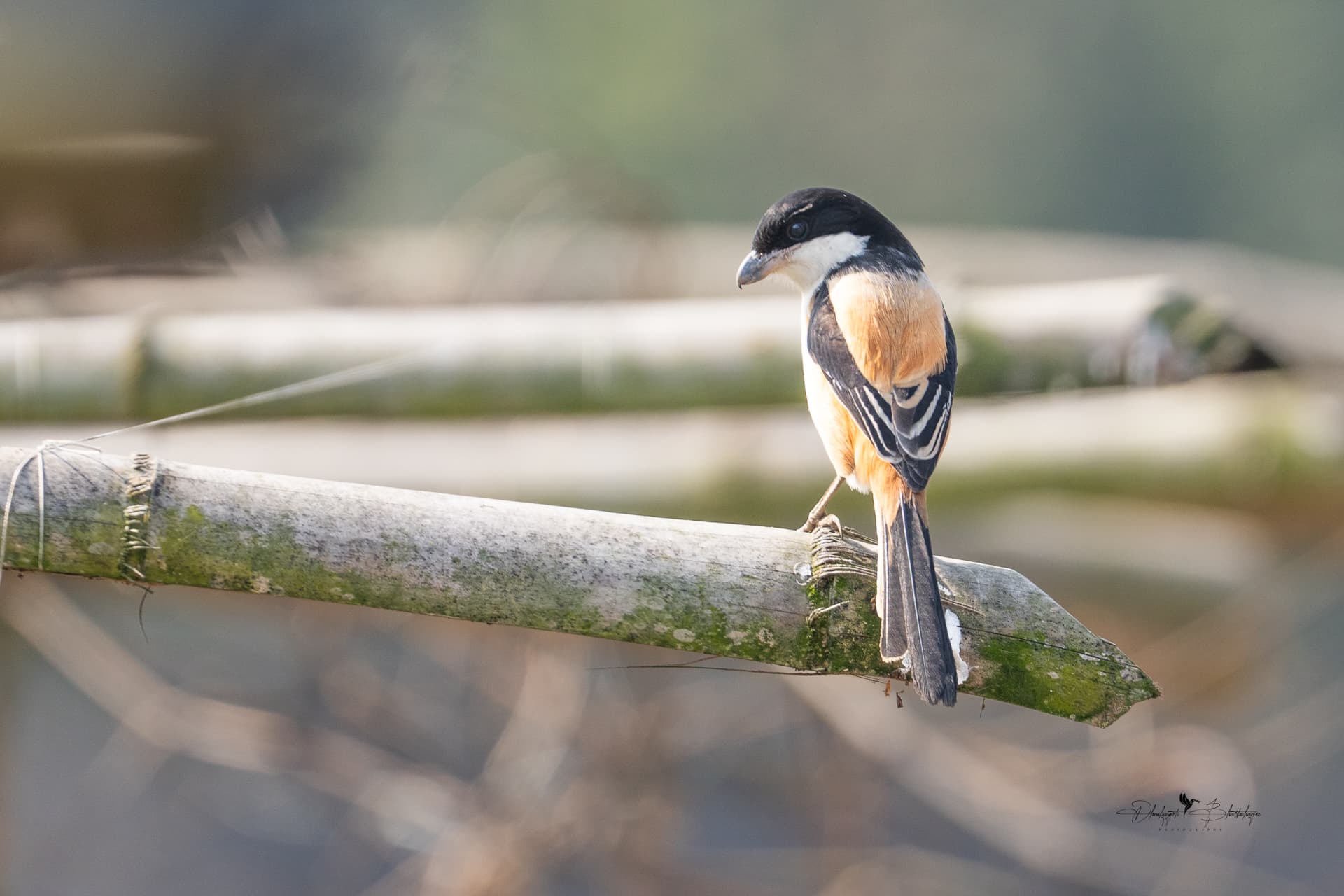 Rufous-backed Shrike perched upright on a wire