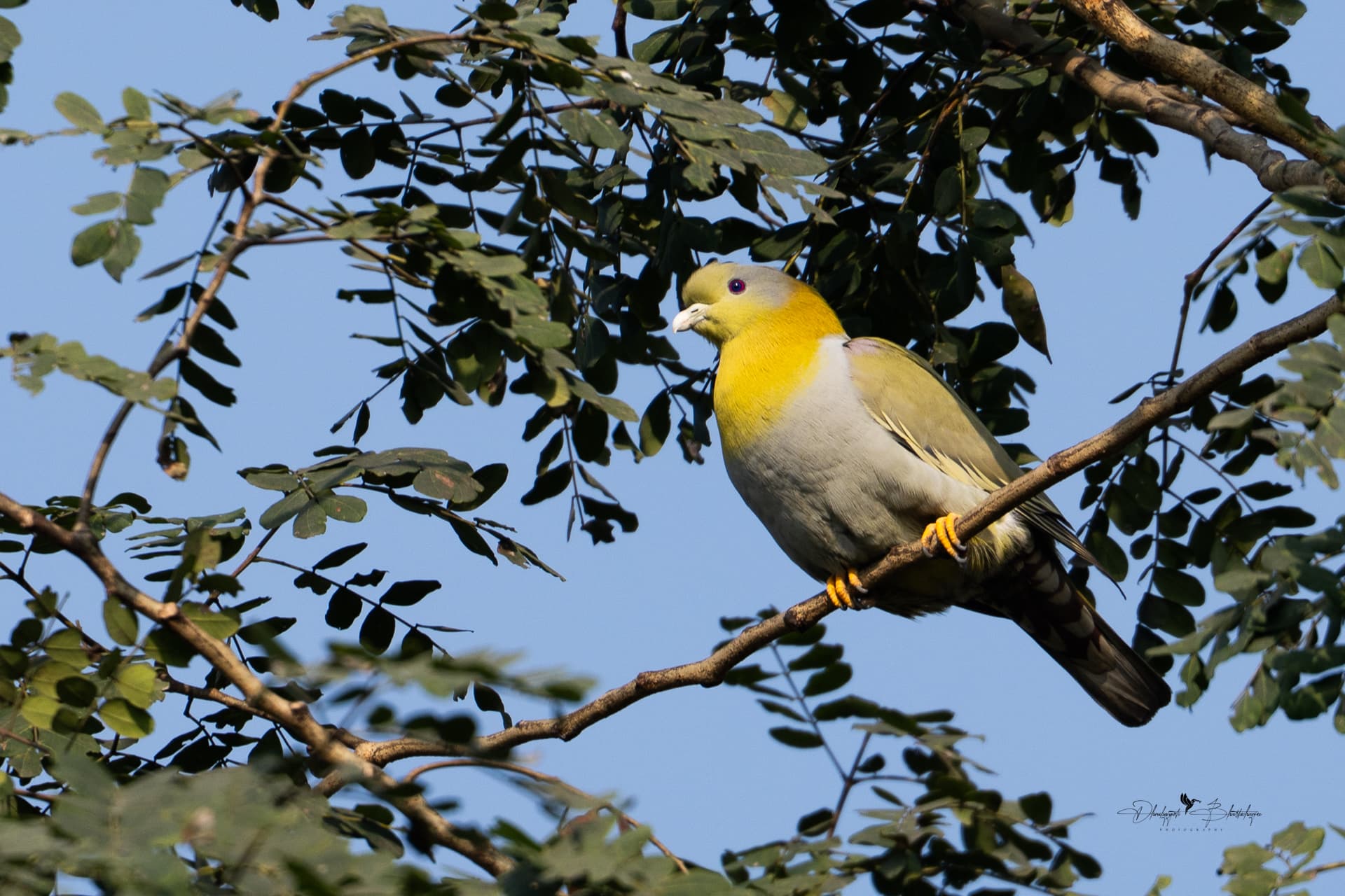 Yellow-footed Green Pigeon, the state bird of Tripura, in a tree