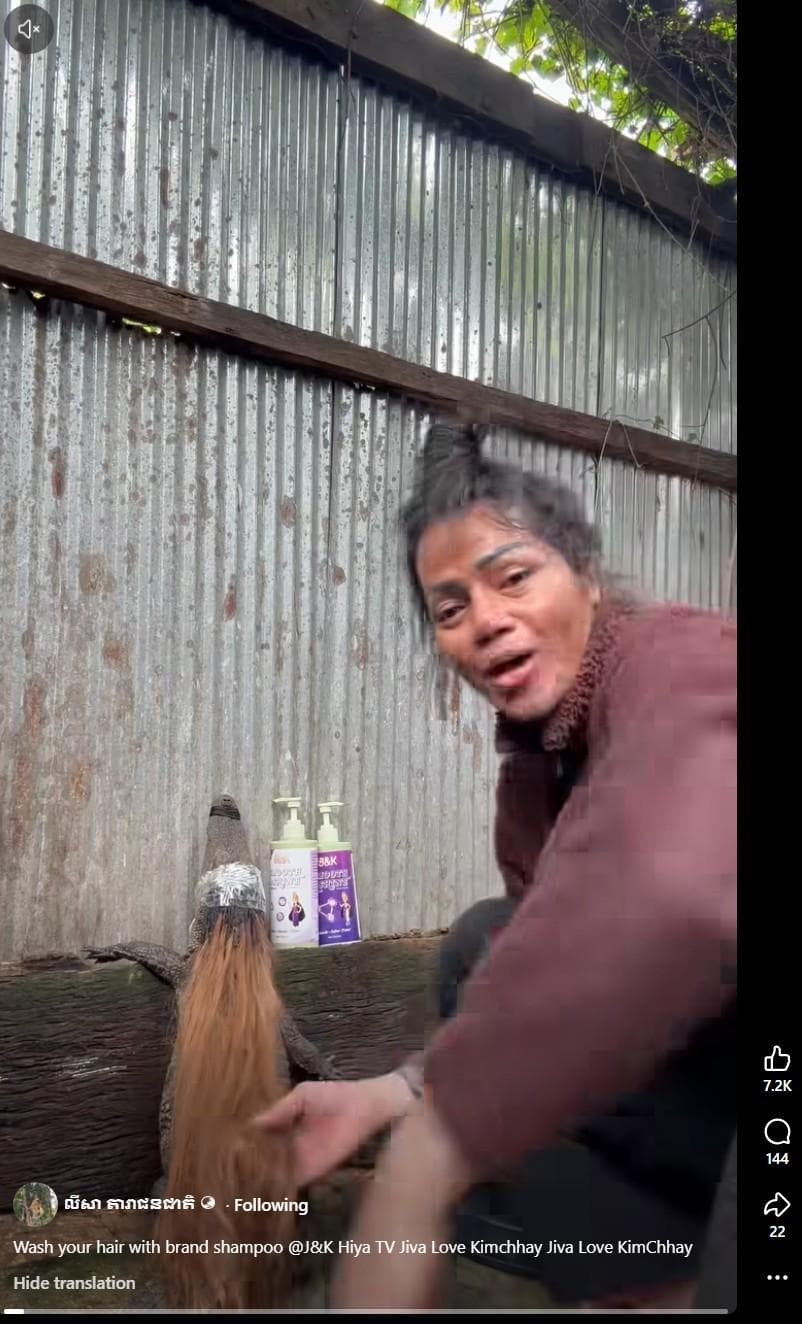 A video frame showing a Cambodian influencer putting a wig on a crocodile